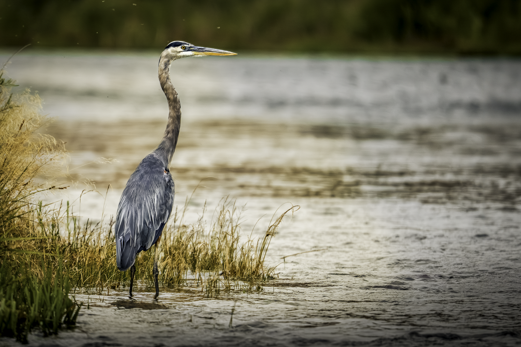Great Blue Heron on the Green River