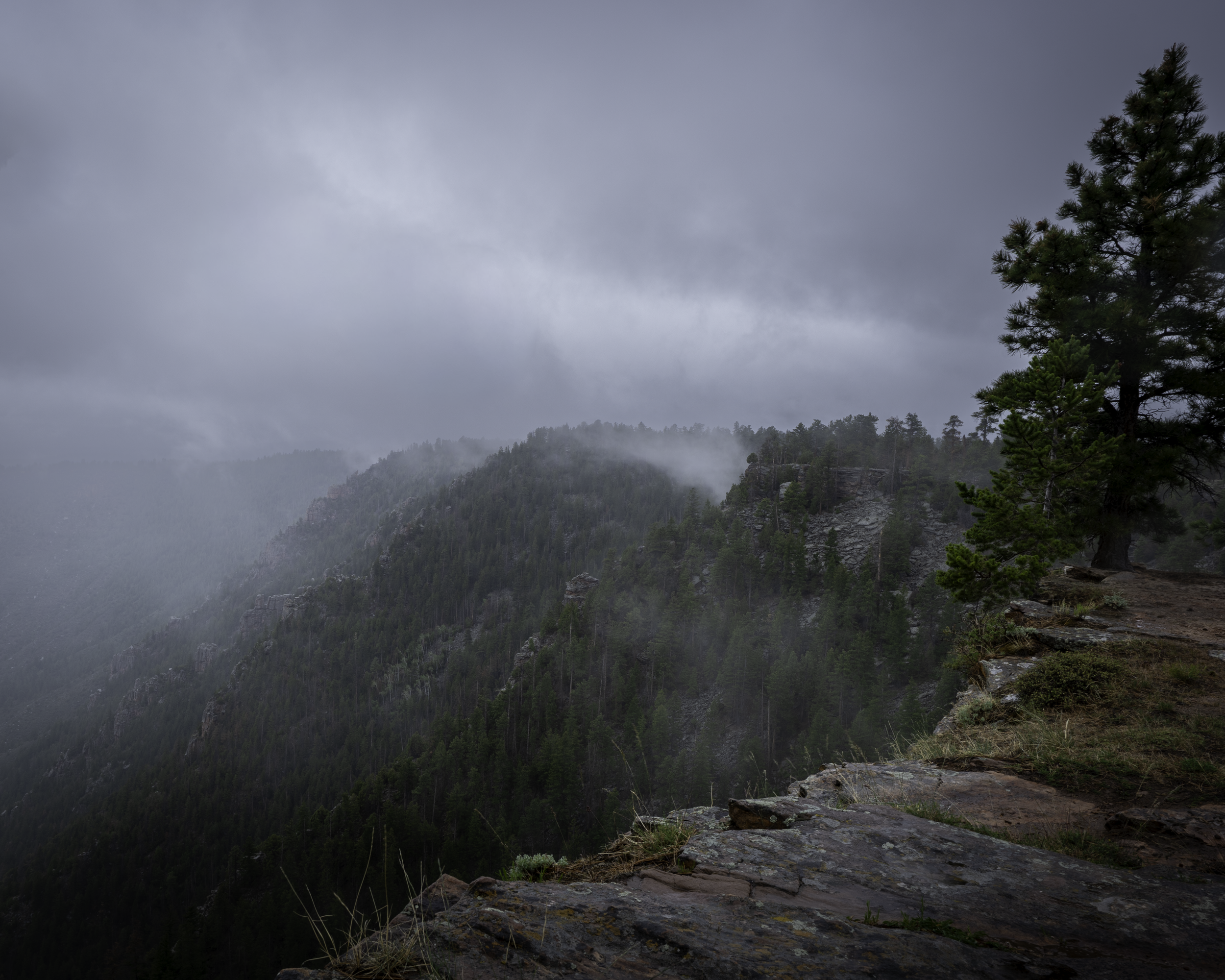 A misty mountain landscape with a pine tree on the rocky edge of a cliff in the foreground, dense forest covering the mountains in the background, under a cloudy sky. red canyon, dutch john, utah, flaming gorge