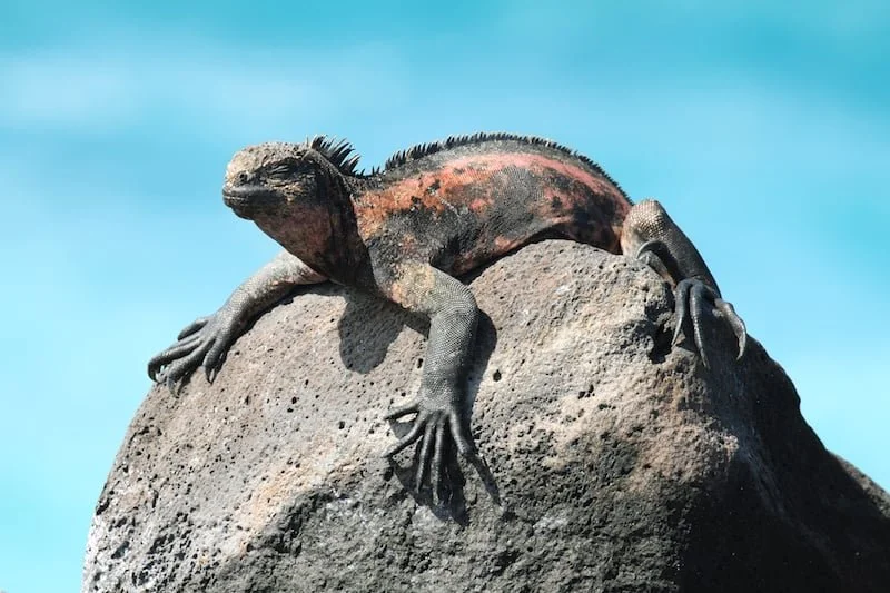 marine iguana.jpeg