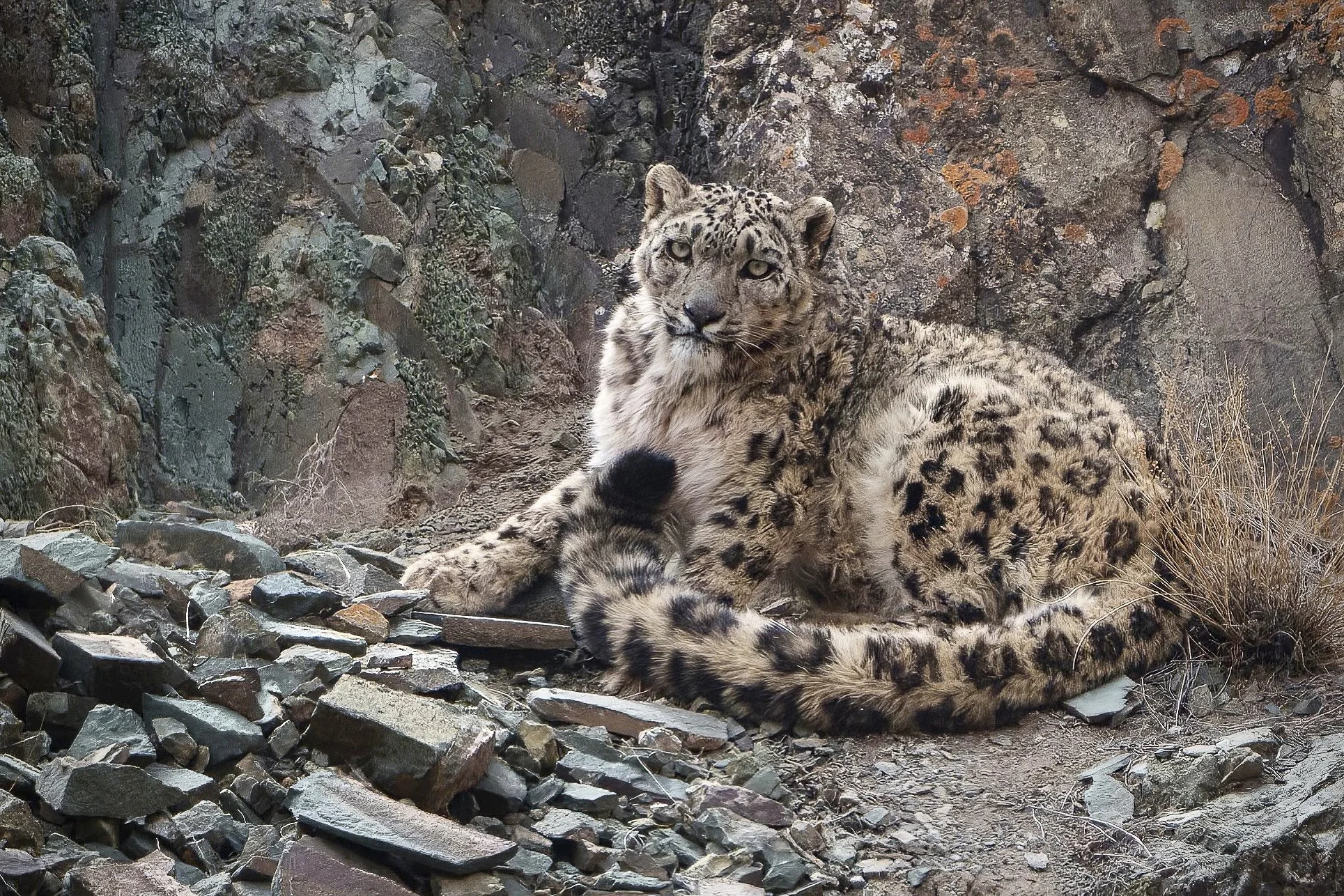 snow leopard.jpg