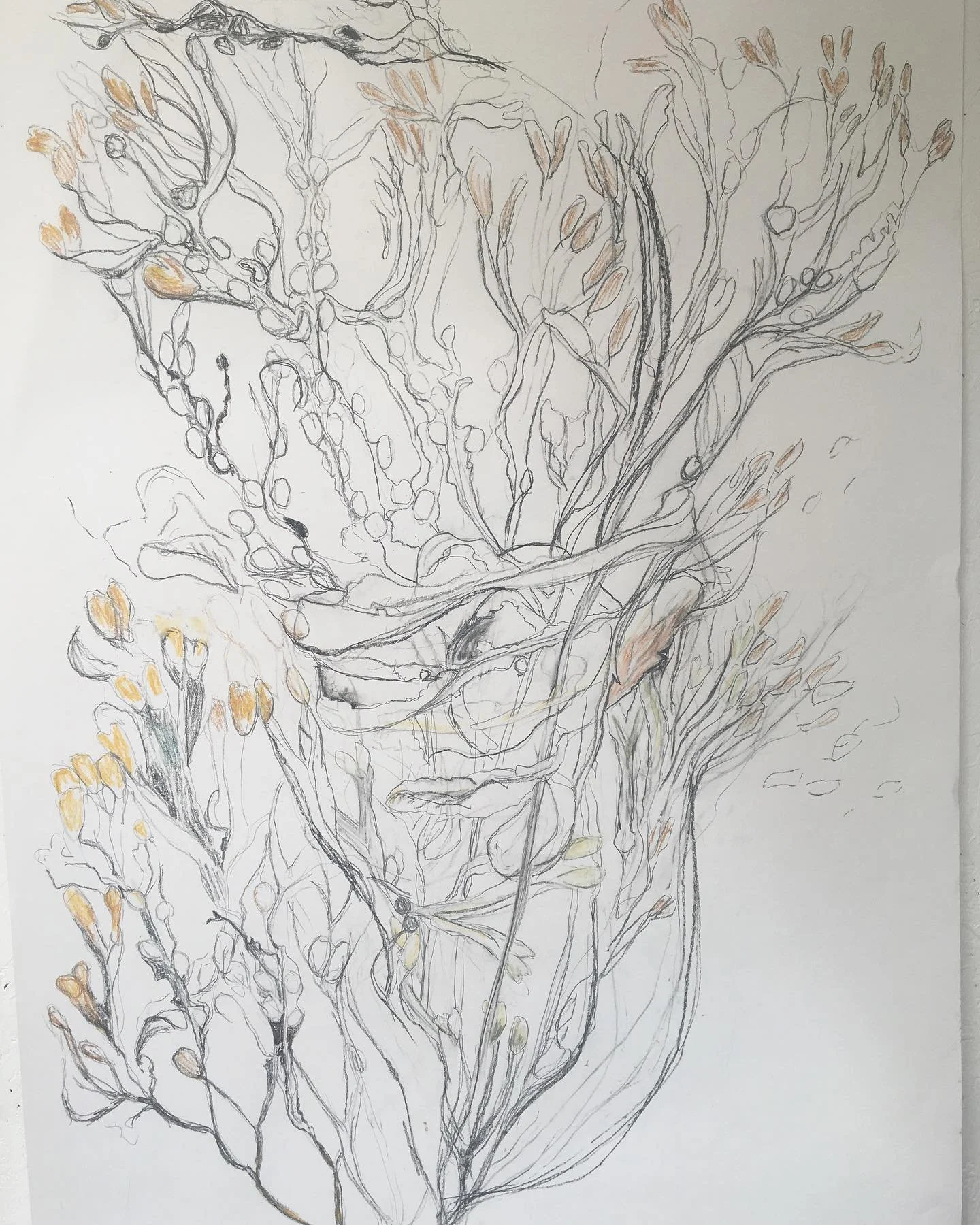 My work in progress seaweed that I&rsquo;ve never quite felt finished on. It&rsquo;s been 2 years 

Graphite and charcoal on paper
100 x 50cm