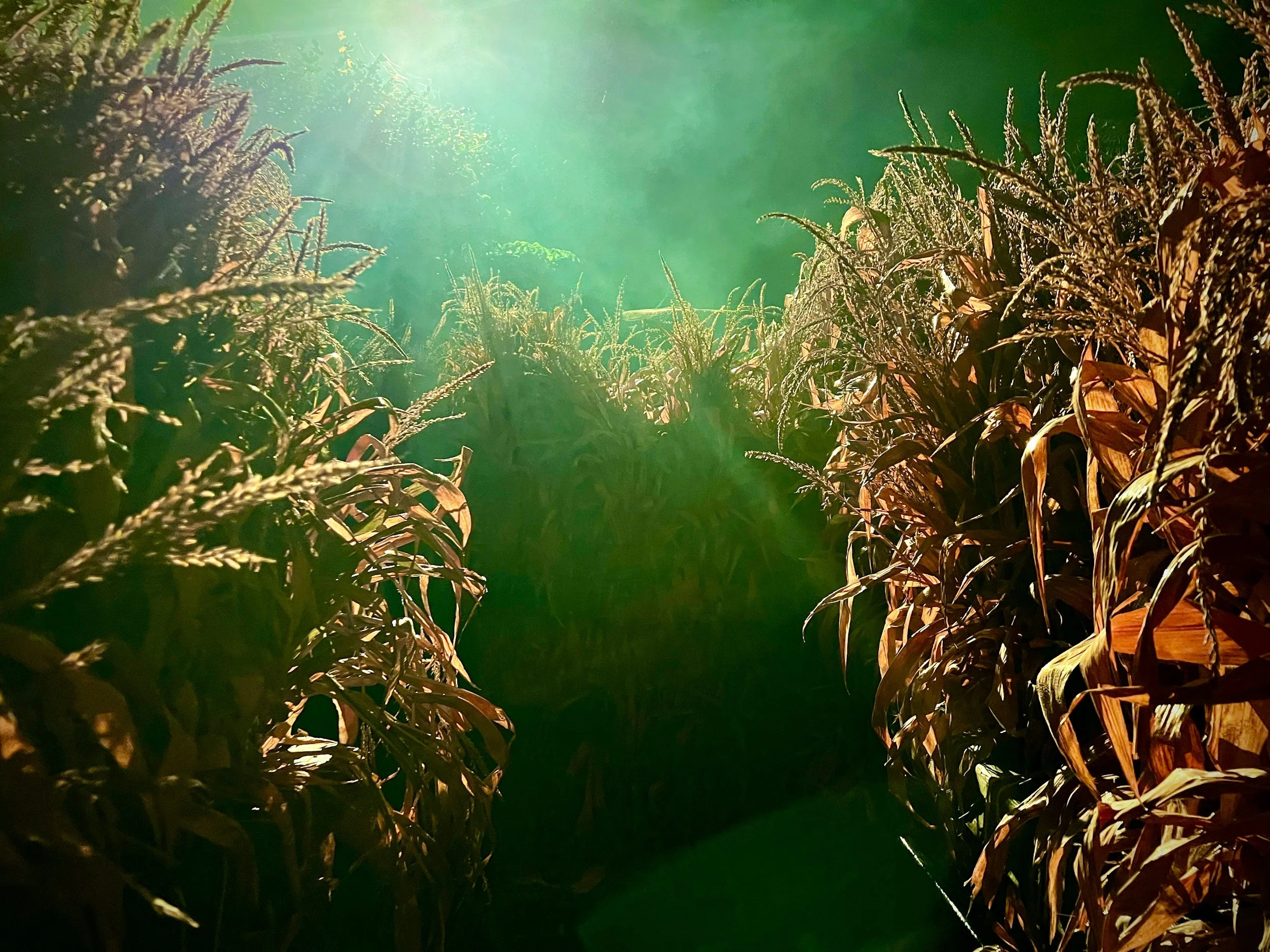 Christina Rosso-Schneider’s Debut Acquired by Blackstone Publishing