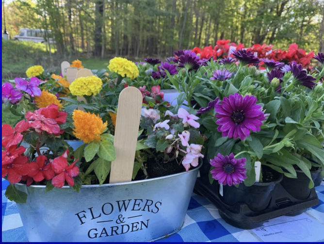 Boxford Village Garden Club Plant Sale