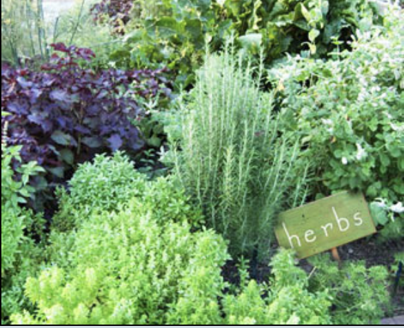 Herb Gardening