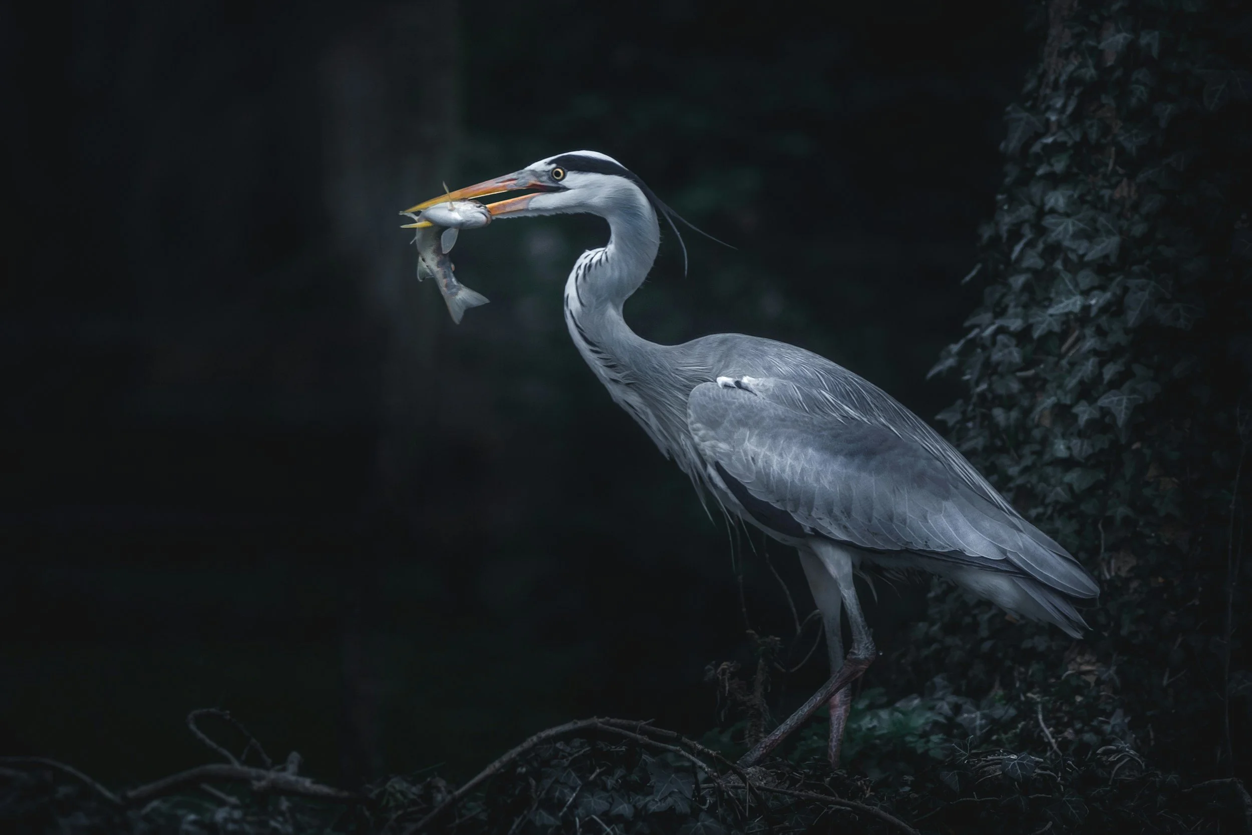 Birds and Birdwatching
