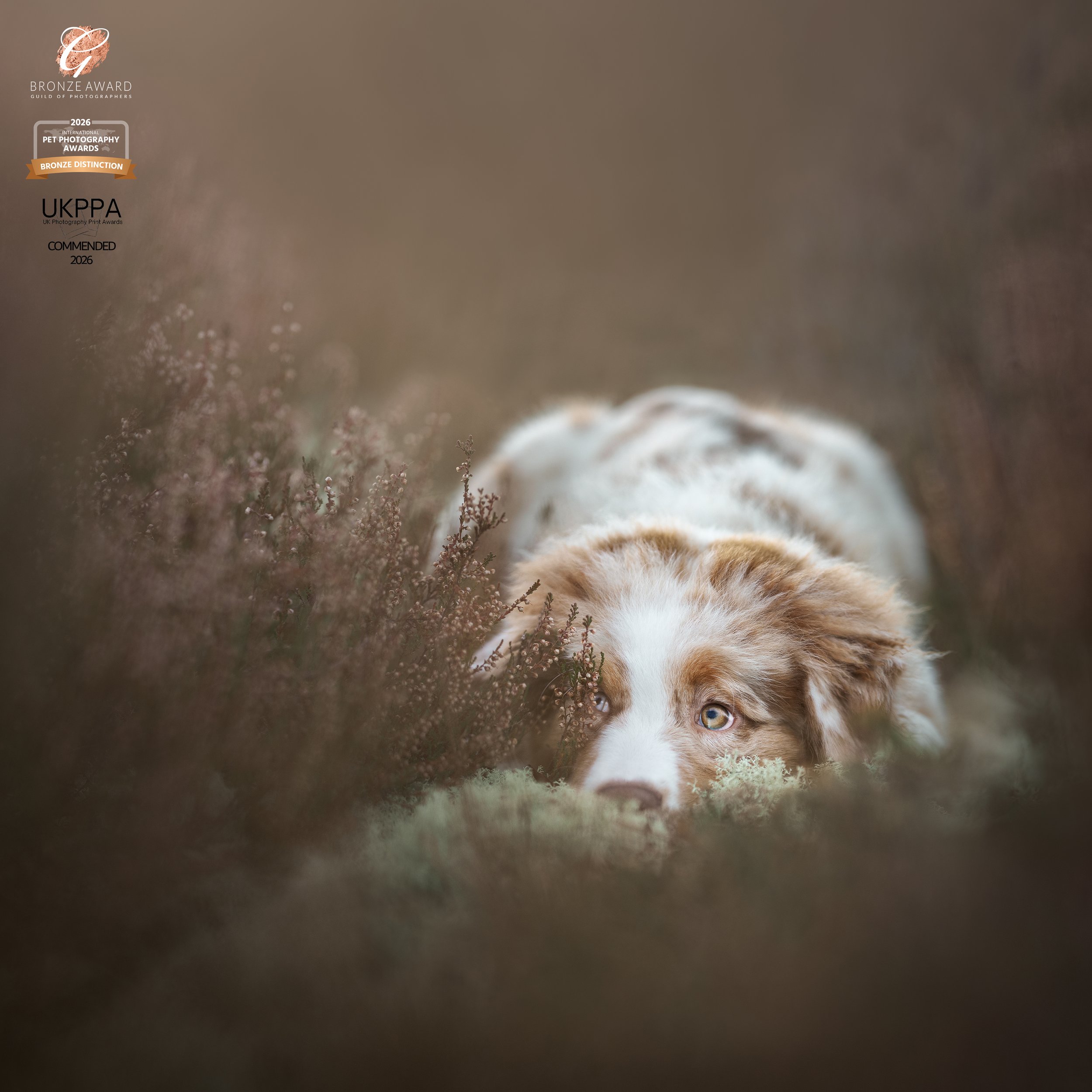 Koertefotograaf Kairi Eesti, koerte, koerafoto, koera pildid, fotosessioon koeraga, lemmiklooma pildistamine, koerte foto, lemmikloomafotograaf, koerafotostuudio, stuudio koer, stuudiofotograafia koer, dog photography, Estonia, dog photos, profession