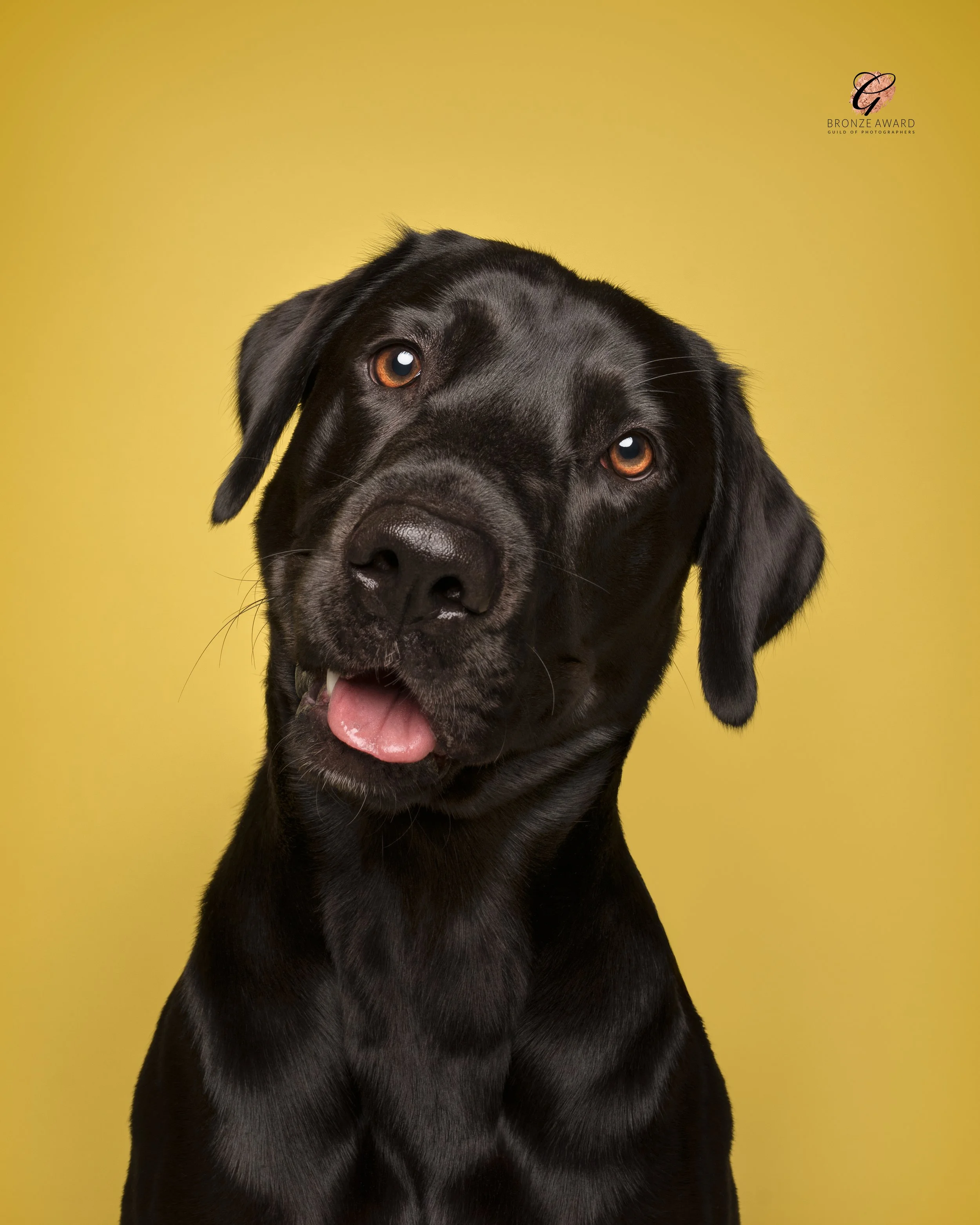 koerafotostuudio, stuudiopildistamine, koerafoto, koertefotograafia, koertefotograaf Kairi