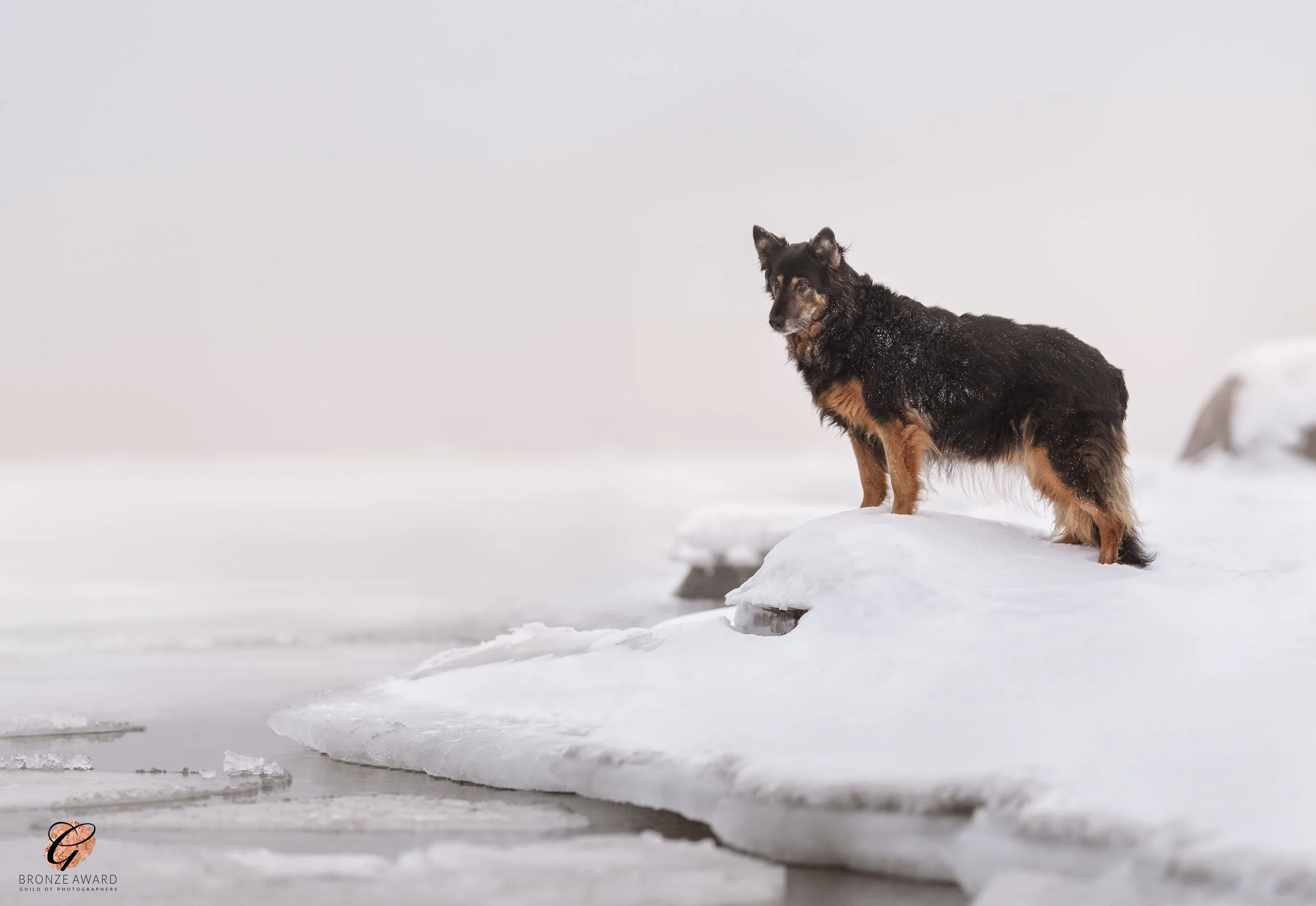 koerte pildistamine, Eesti, Tartu koertefotograaf Kairi, koerafoto, fotosessioon koeraga, koera pildistamine, koerte fotograafia, koerte pildid, rottweiler, lemmikloomafotograaf, koerafotostuudio, stuudio koer, stuudiofotograafia koer, dog photograph
