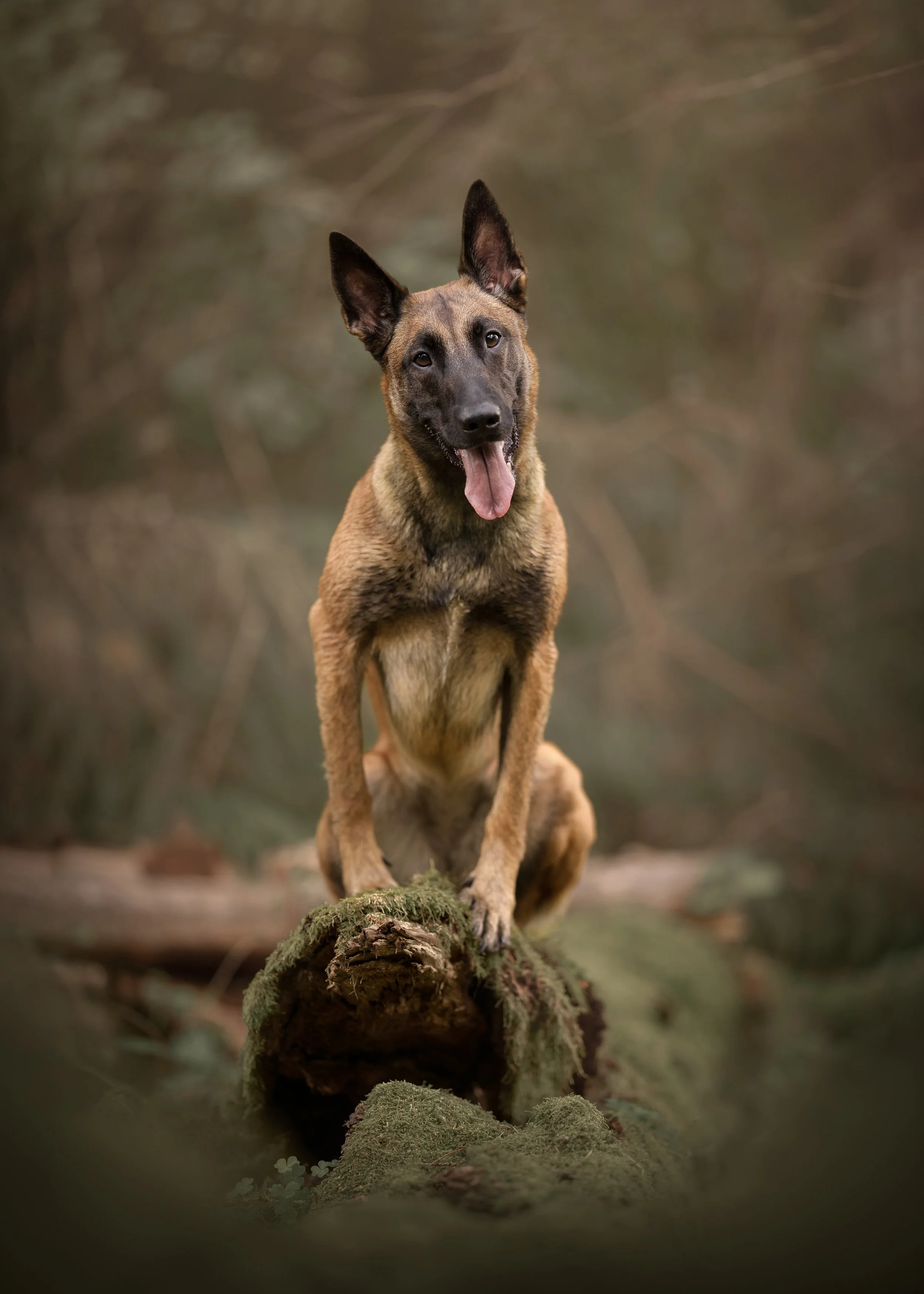 Malinois koera pildistamine Kesk-Eesti