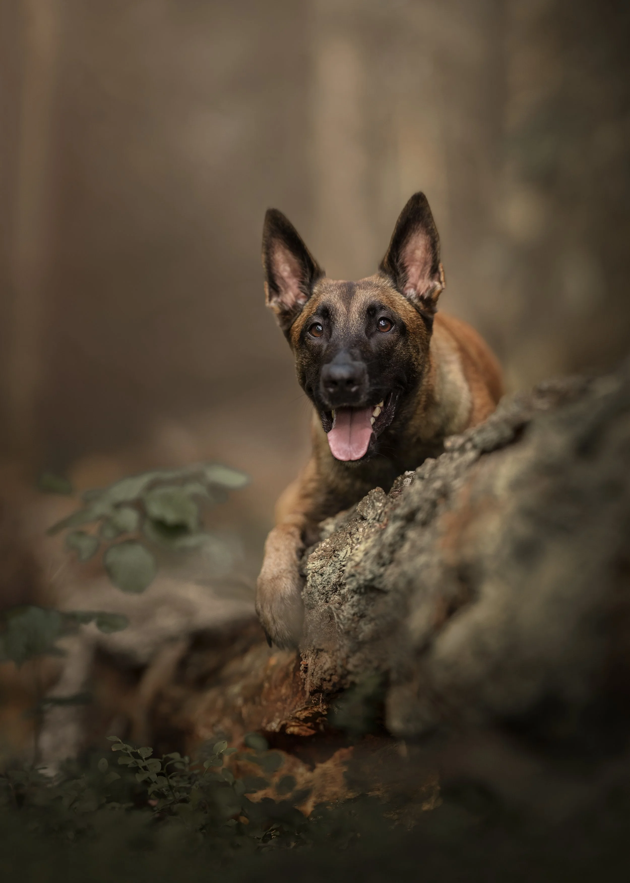 Malinois koera pildistamine Kesk-Eesti
