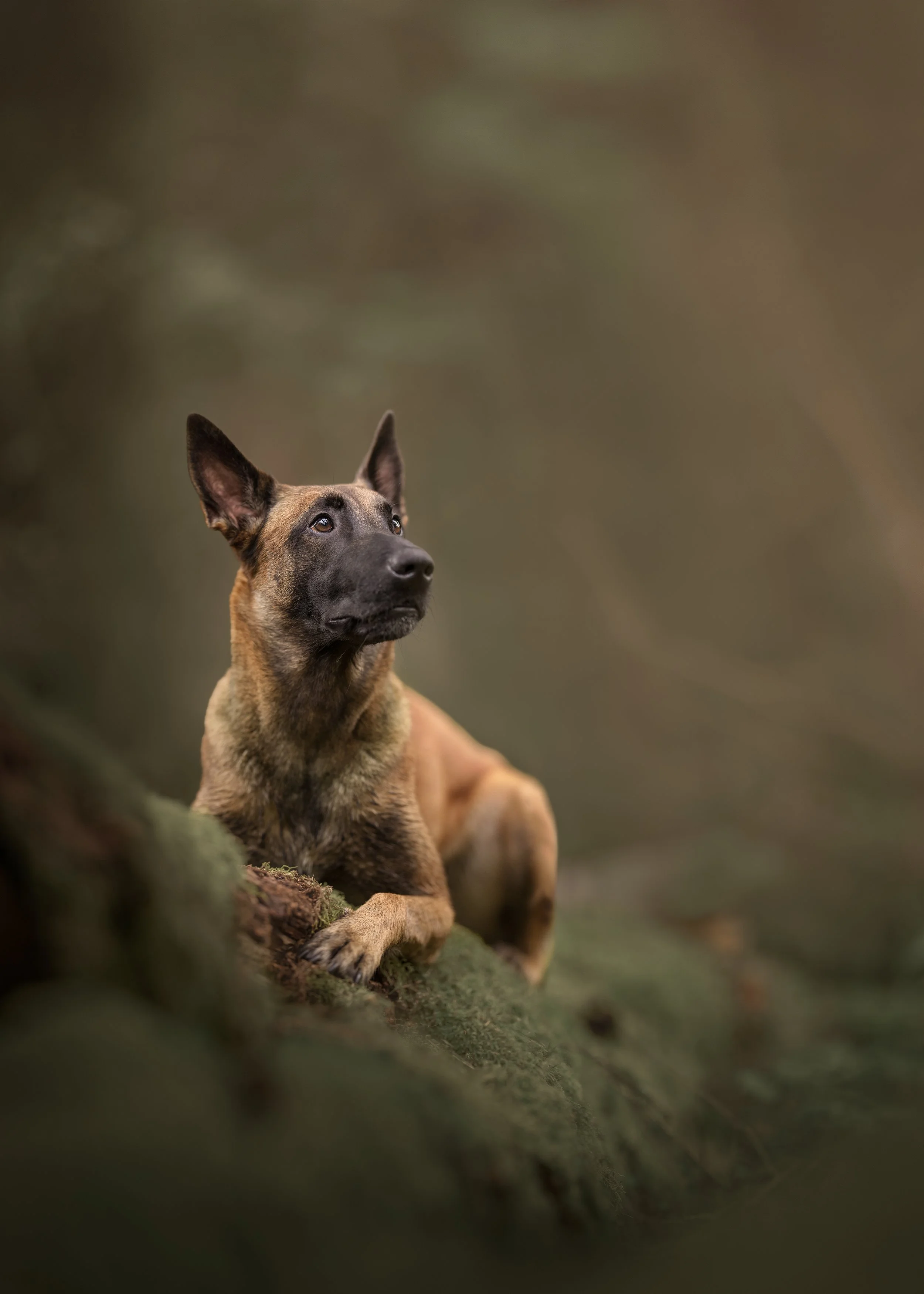 Malinois koera pildistamine Kesk-Eesti