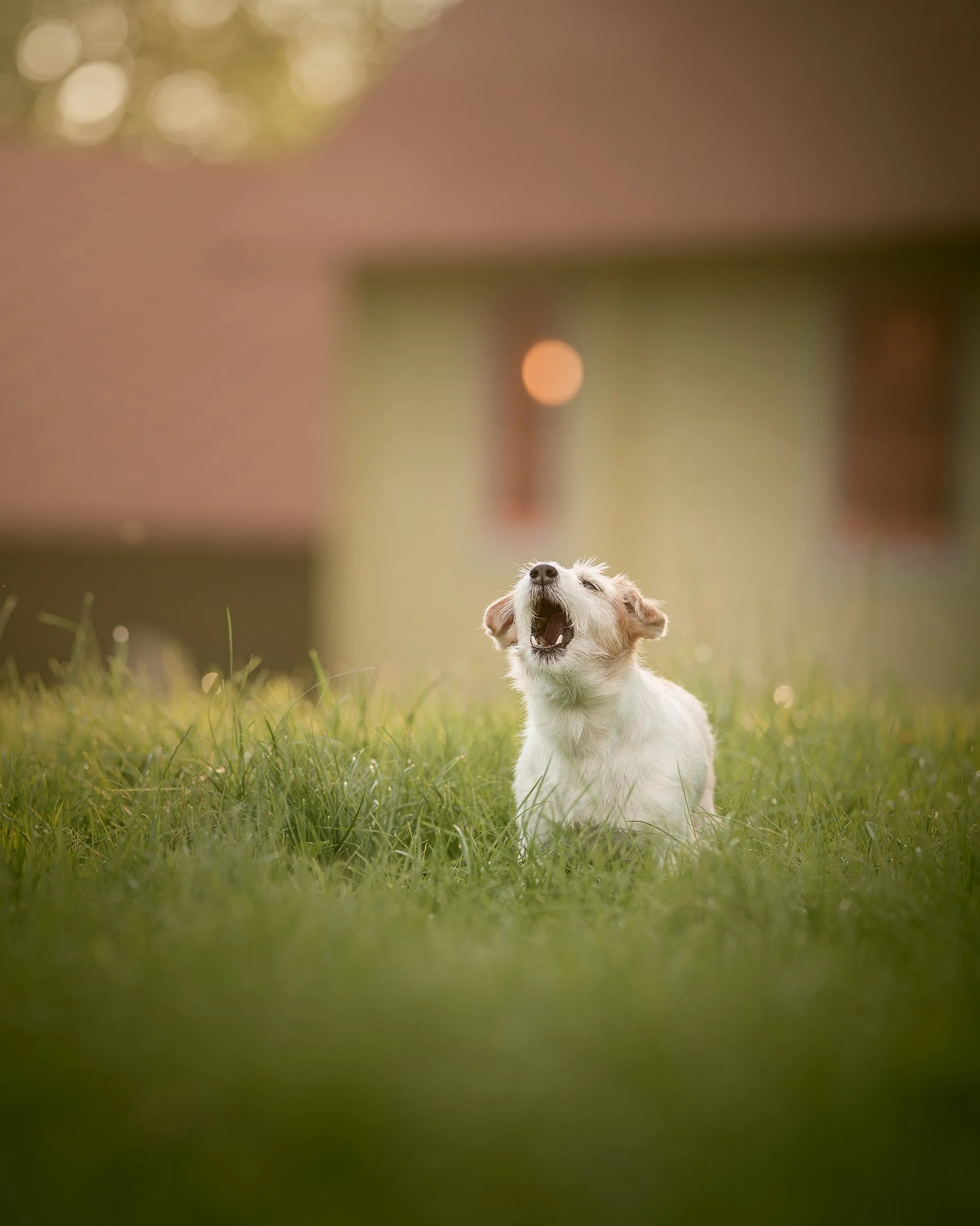 Jack Russell koera pildistamine kodus Jõgevamaal
