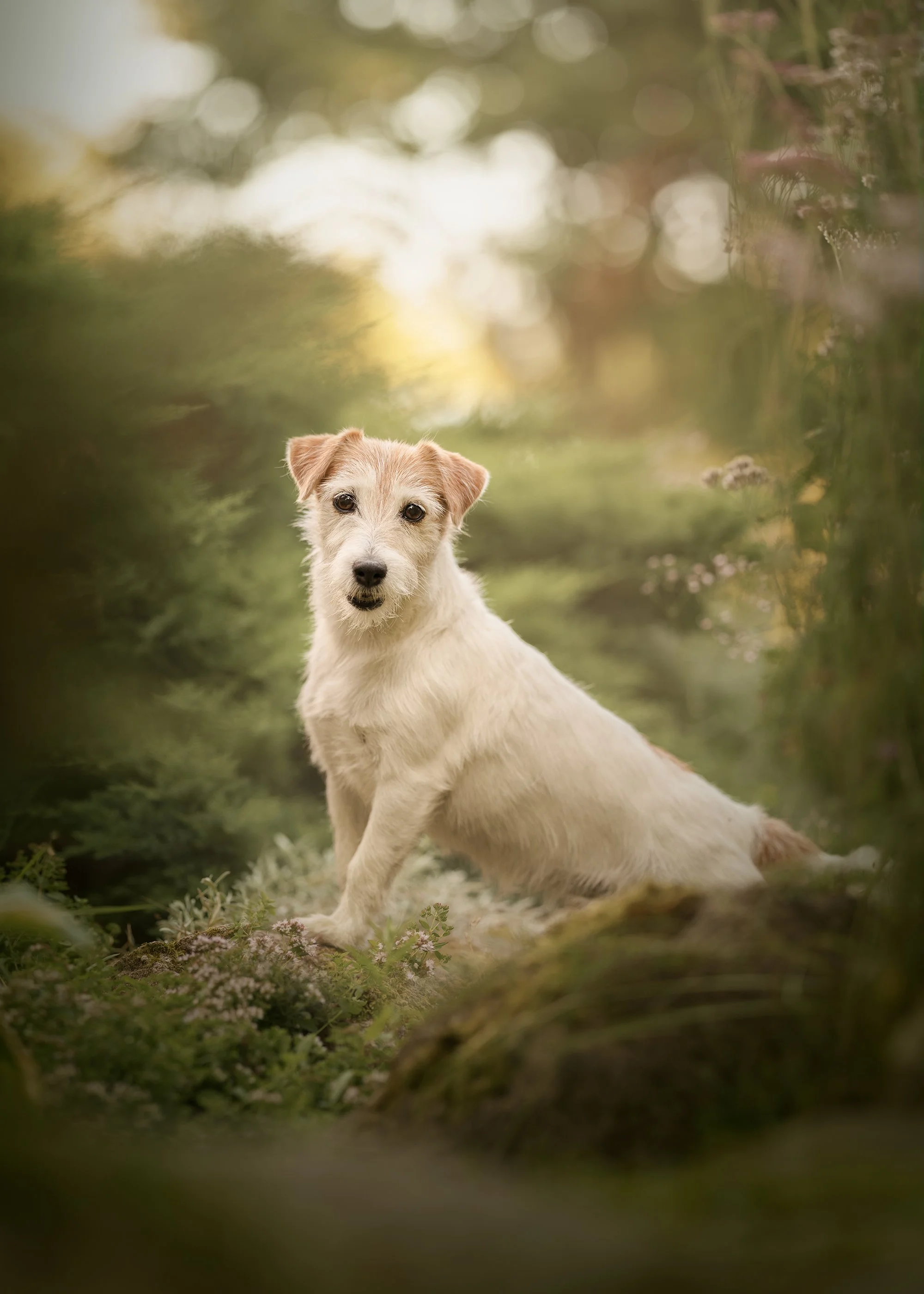 Jack Russell terjer koera pildistamine kodus Jõgevamaa