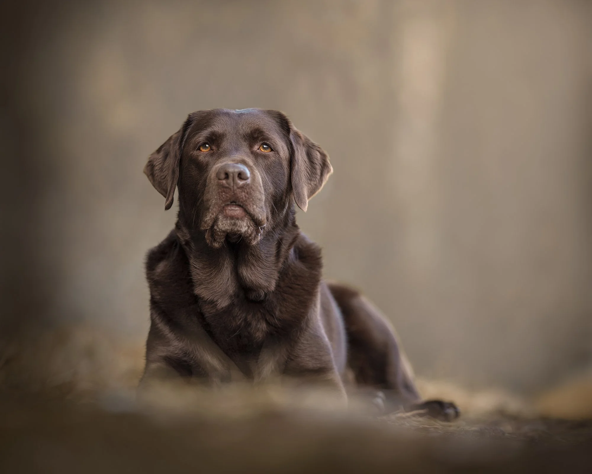 Labrador rottweiler koera pildistamine Lõuna-Eesti