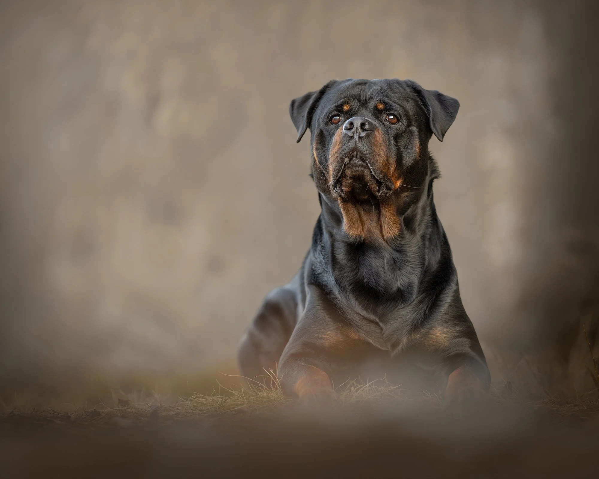 Labrador rottweiler koera pildistamine Lõuna-Eesti