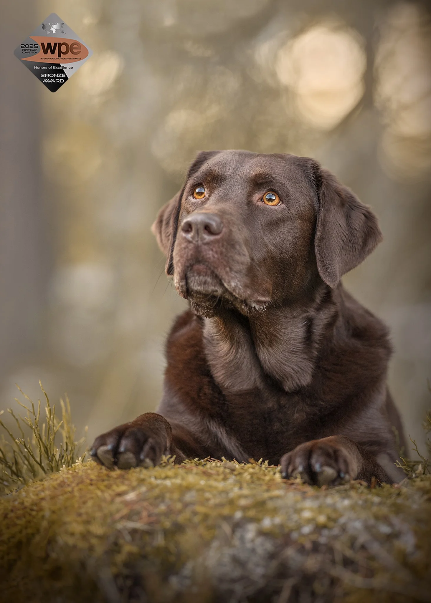 Labrador rottweiler koera pildistamine Lõuna-Eesti