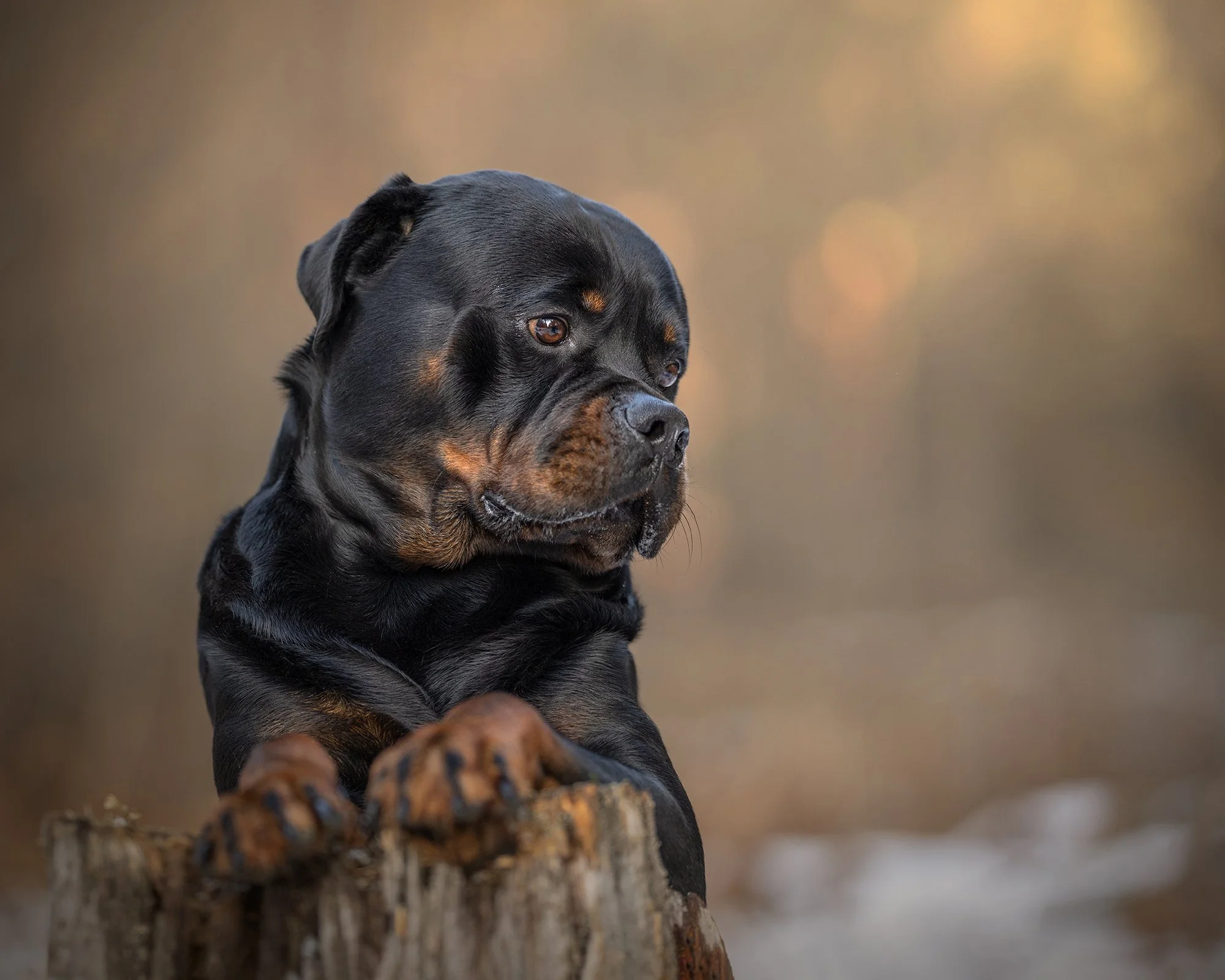 Labrador rottweiler koera pildistamine Lõuna-Eesti