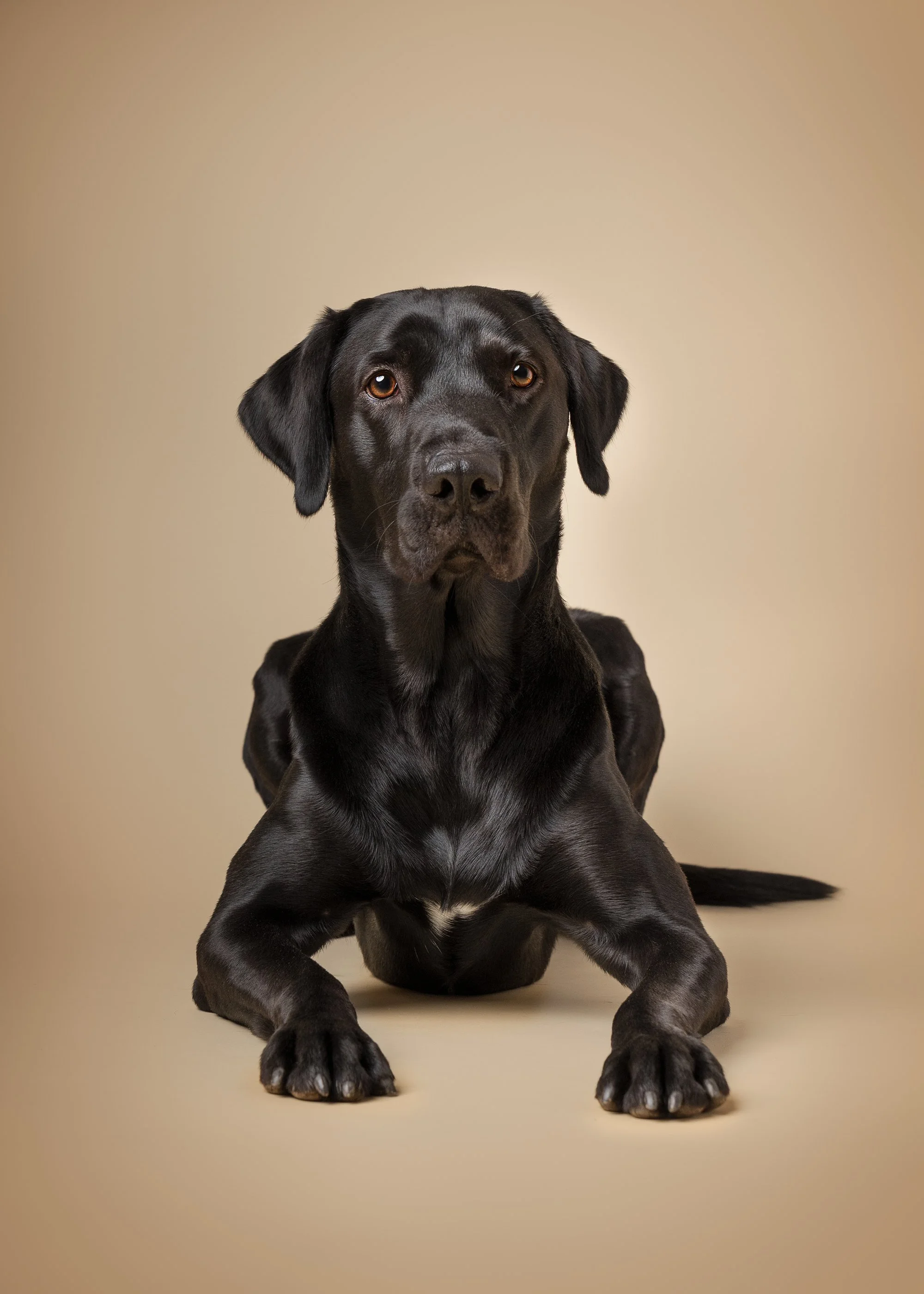 koera pildistamine, koera foto labrador