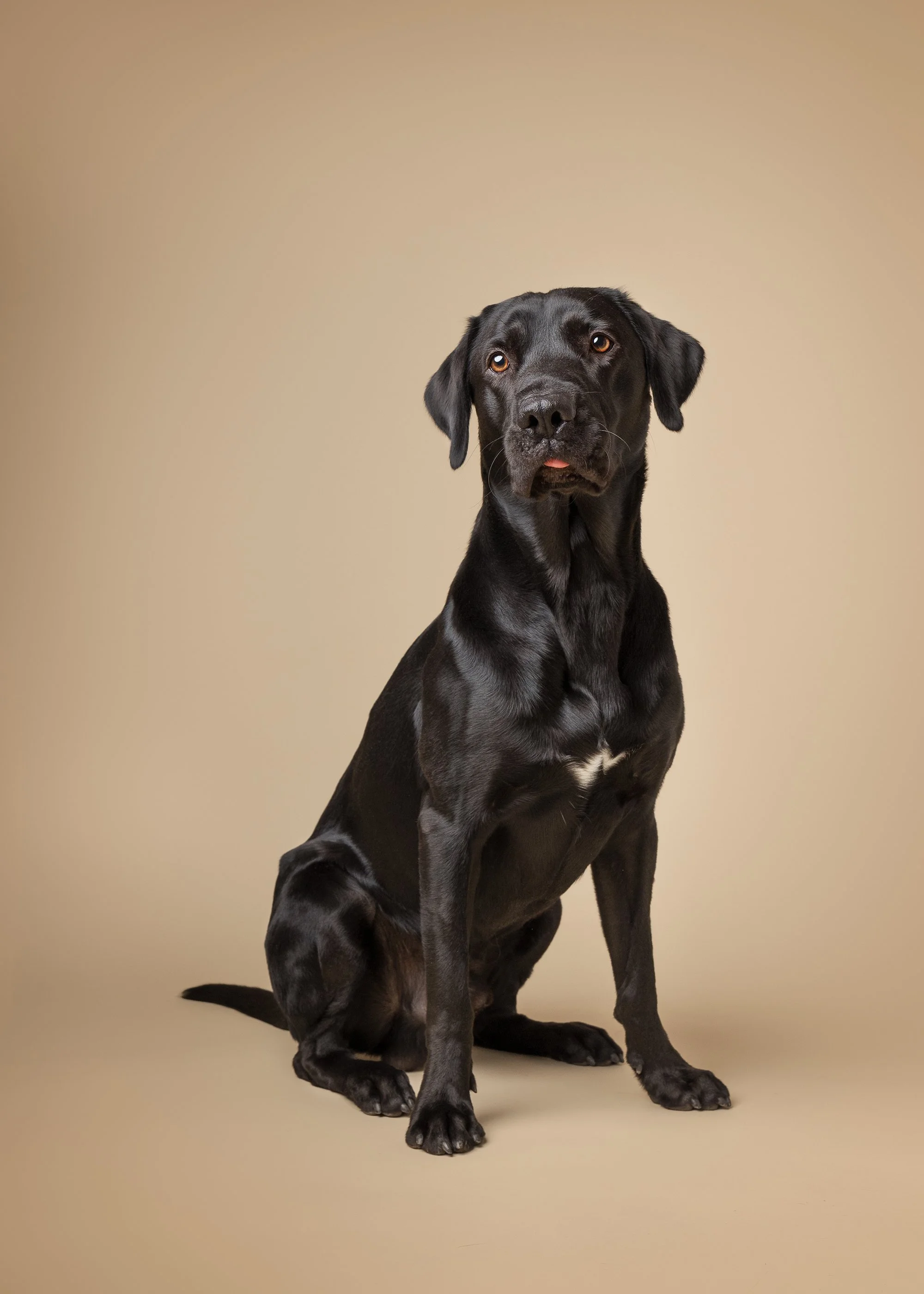 koera pildistamine, koera foto labrador