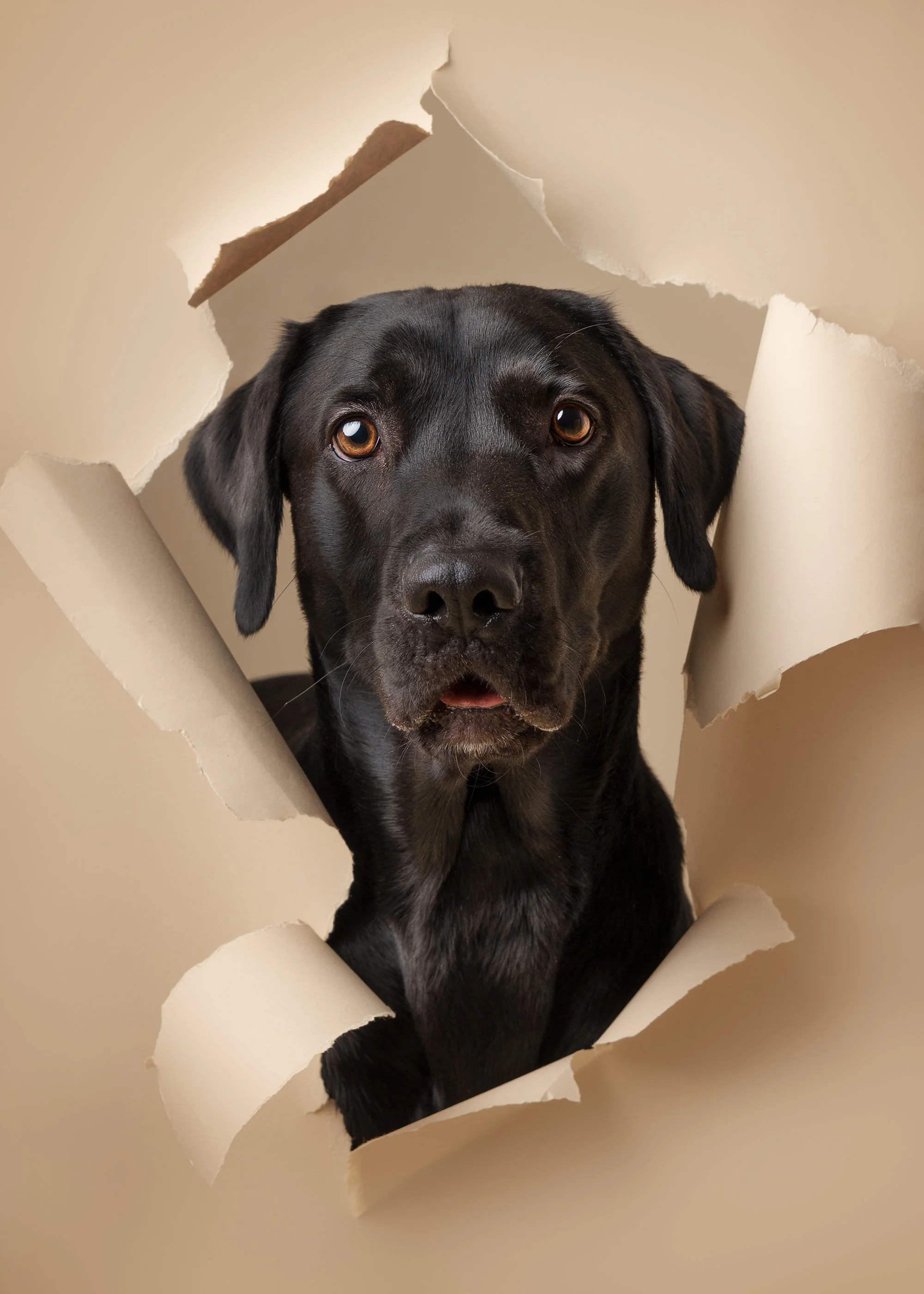 koera pildistamine, koera foto labrador