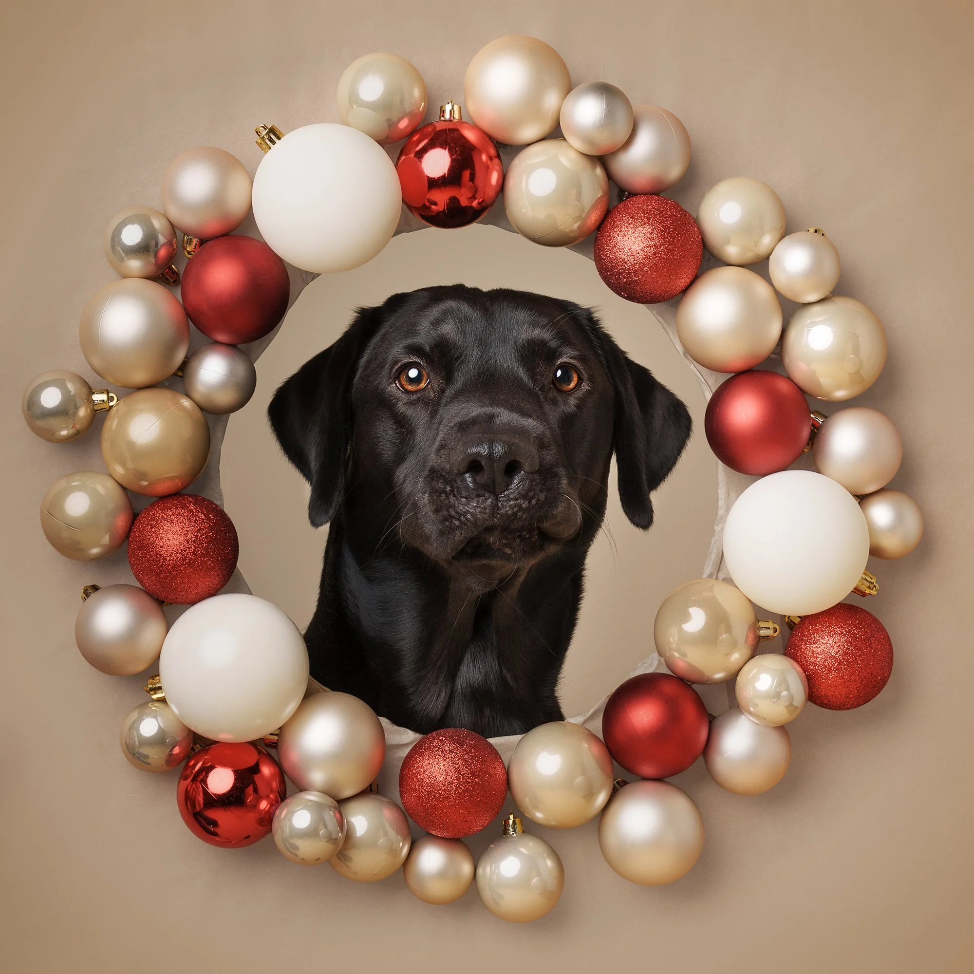 koera pildistamine, koera foto labrador