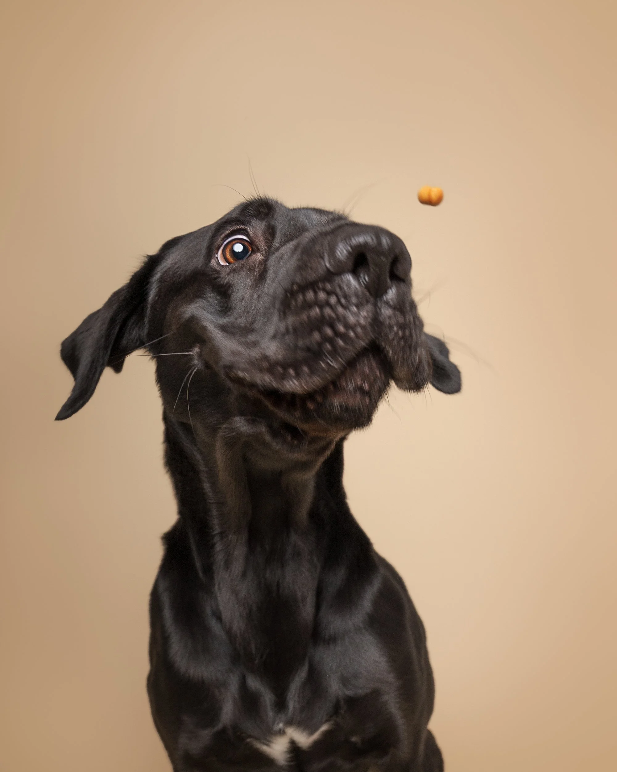 koera pildistamine, koera foto labrador