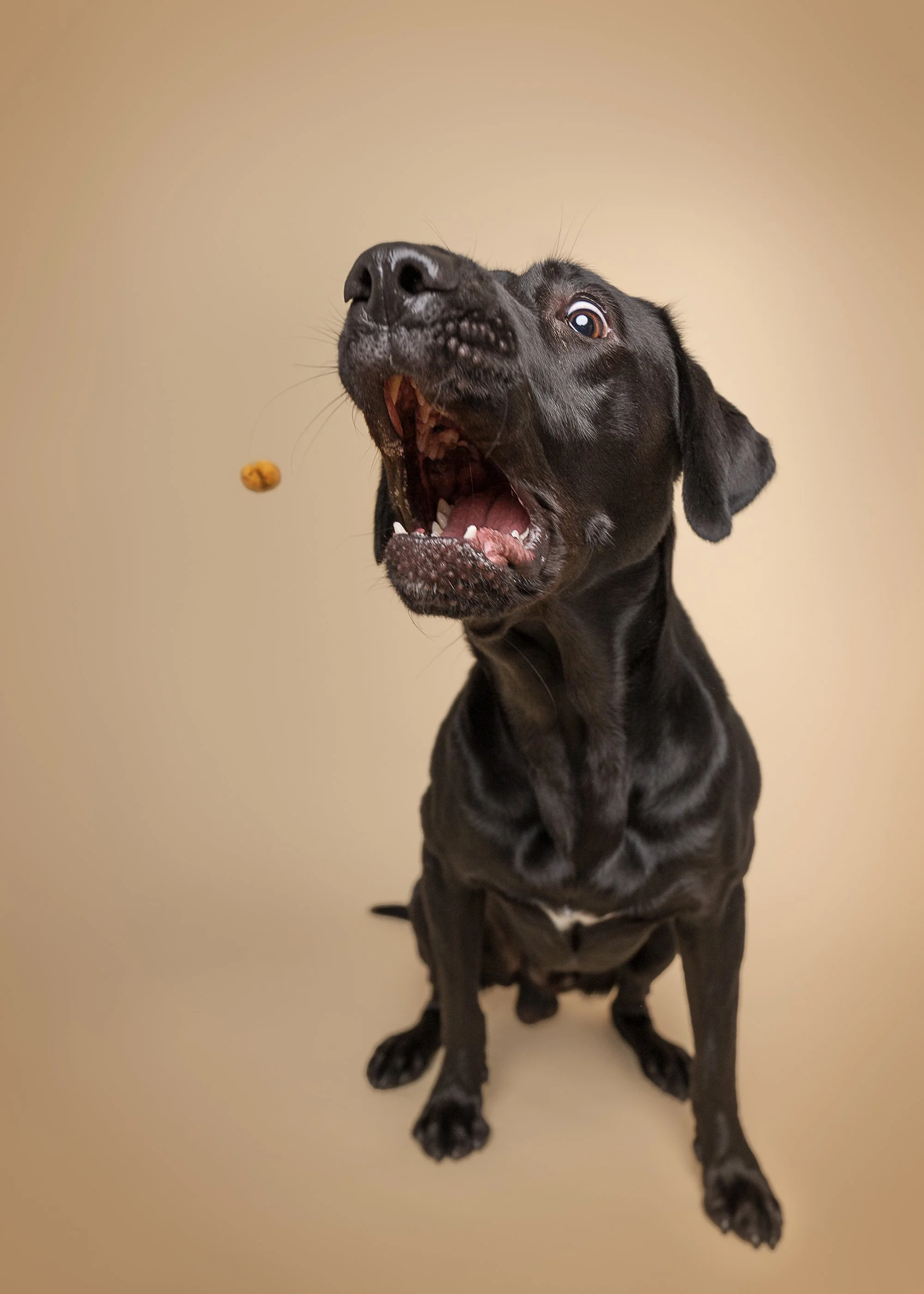 koera pildistamine, koera foto labrador
