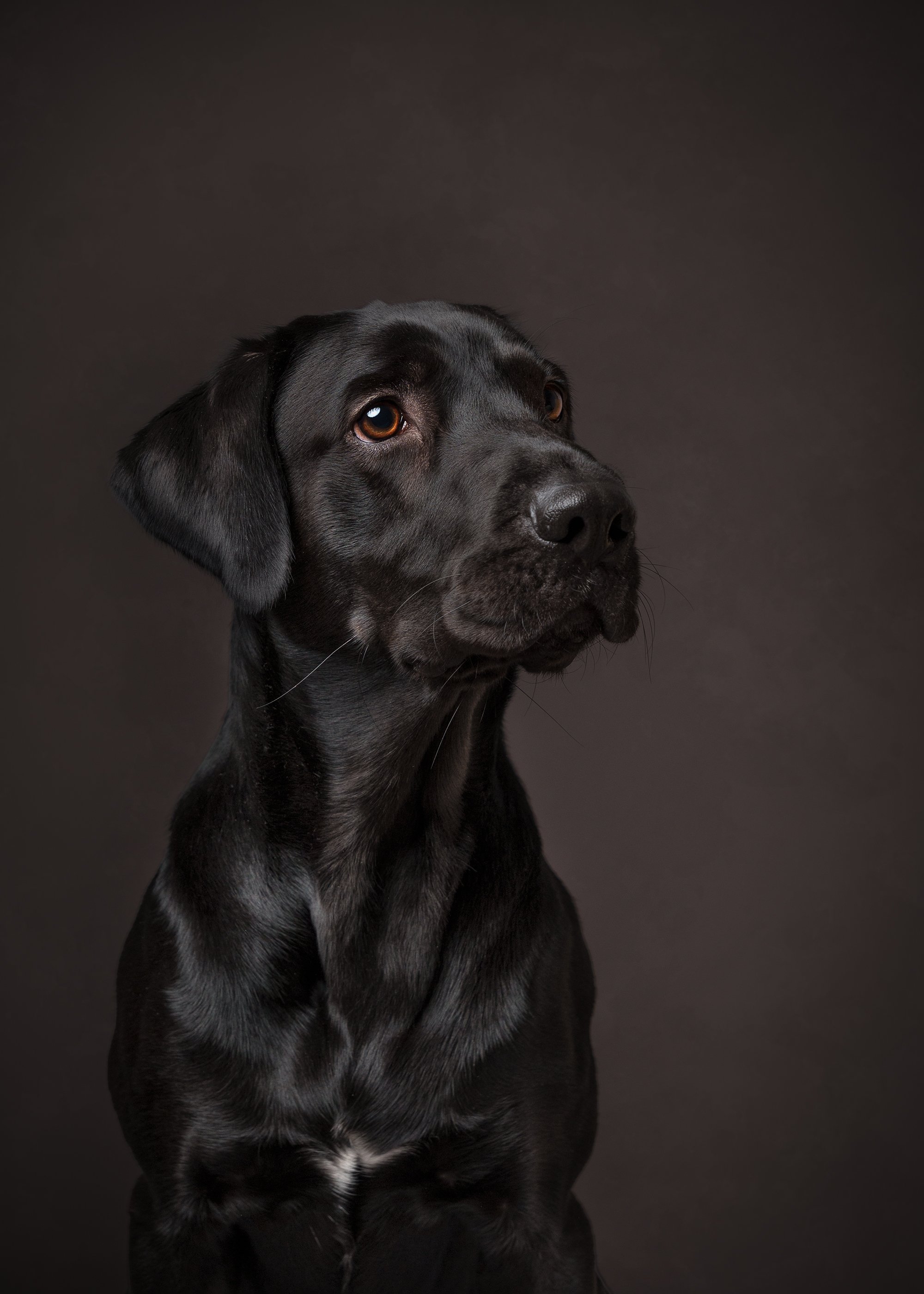 koera pildistamine, koera foto labrador