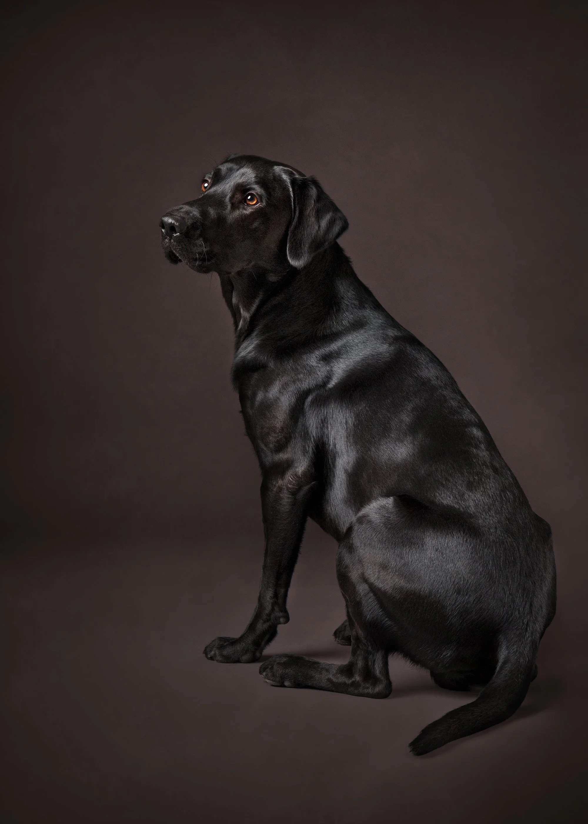 koerte pildistamine, koera pilt, Eesti, koertefotograaf Kairi, koerafoto, fotosessioon koeraga, koera pildistamine, koerte fotograafia, koerte pildid, lemmiklooma pildistamine, lemmikloomafotograaf, koerafotostuudio, stuudio koer, stuudiofotograafia 