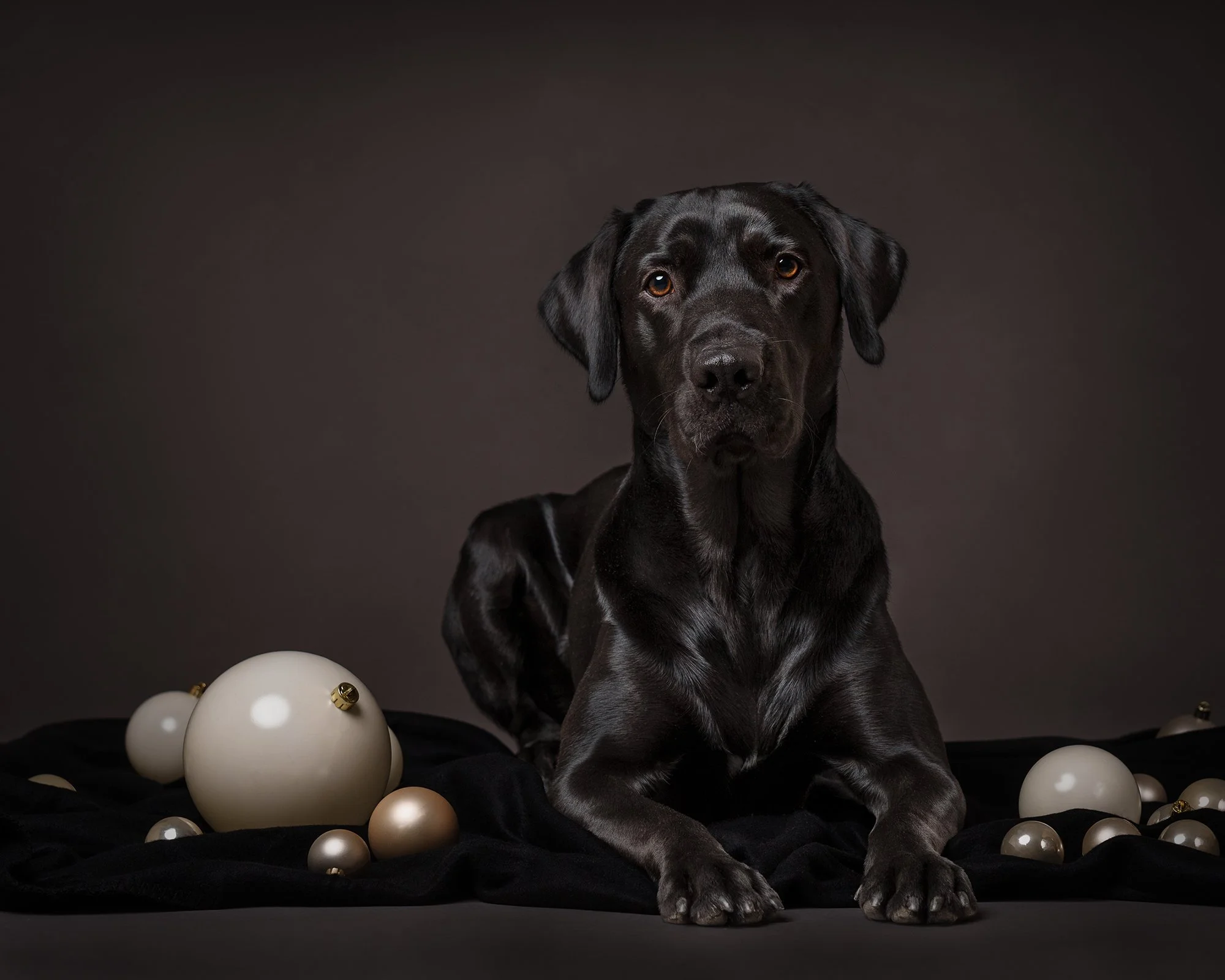 koera pildistamine, koera foto labrador