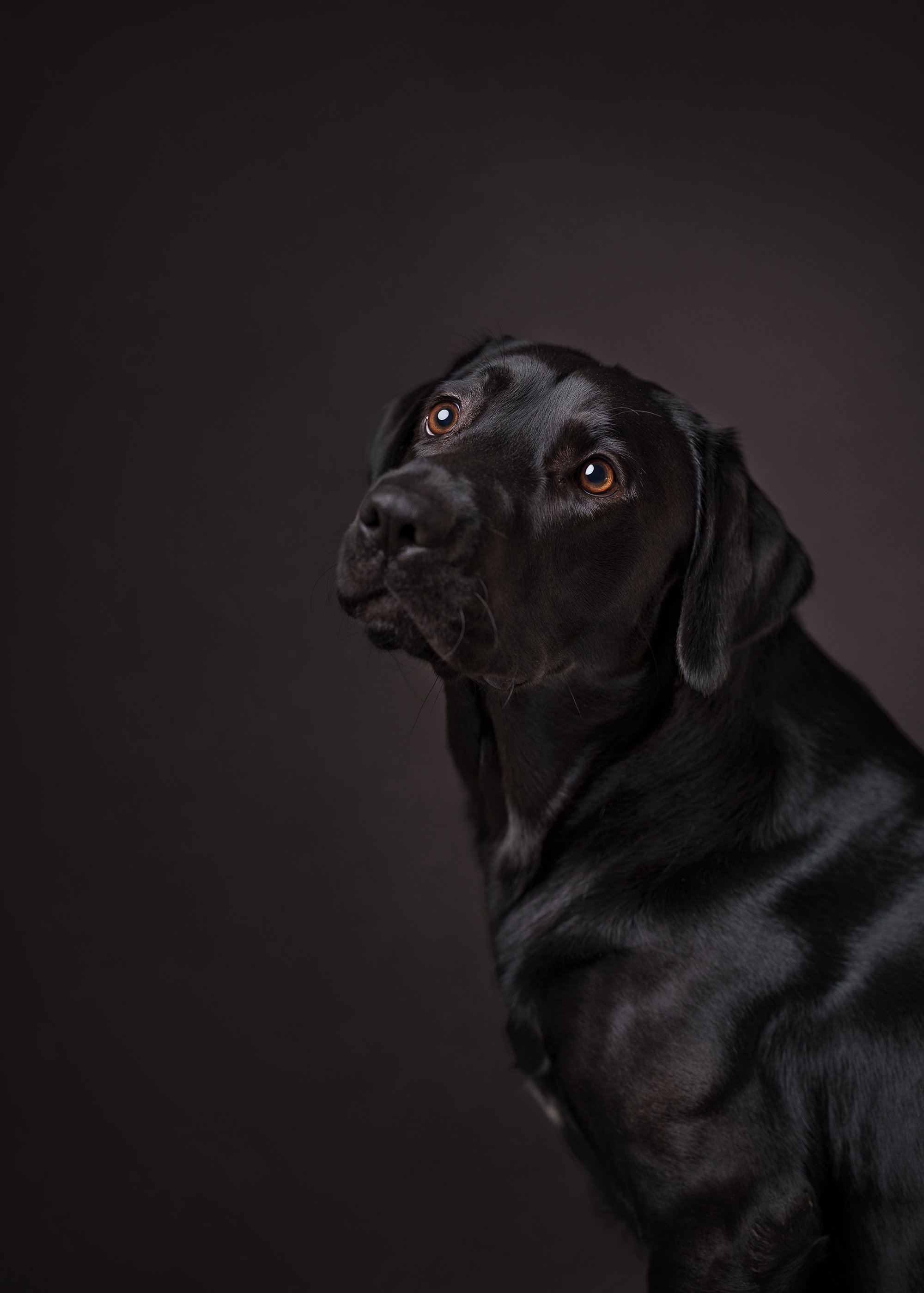 koera pildistamine, koera foto labrador