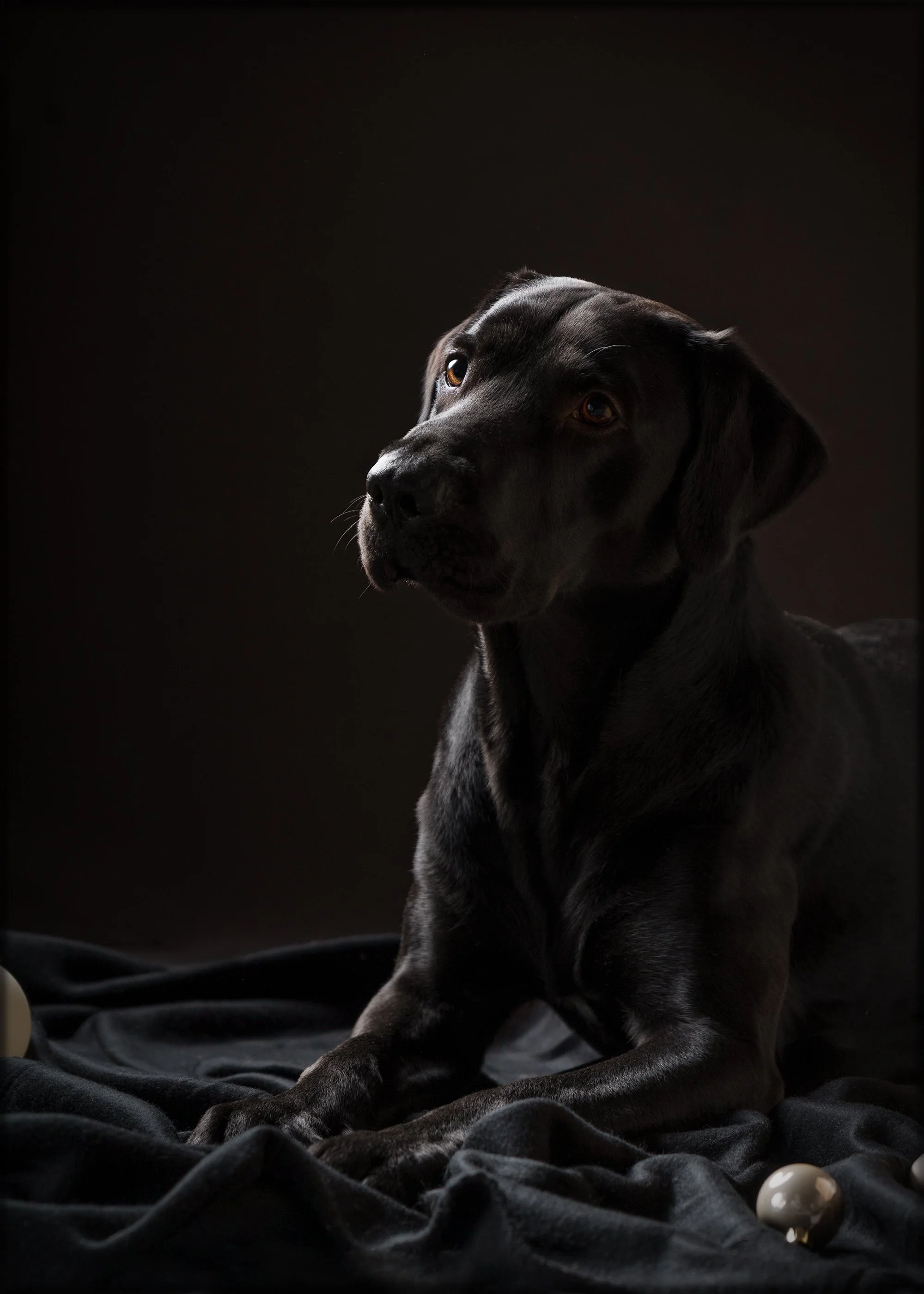 koera pildistamine, koera foto labrador