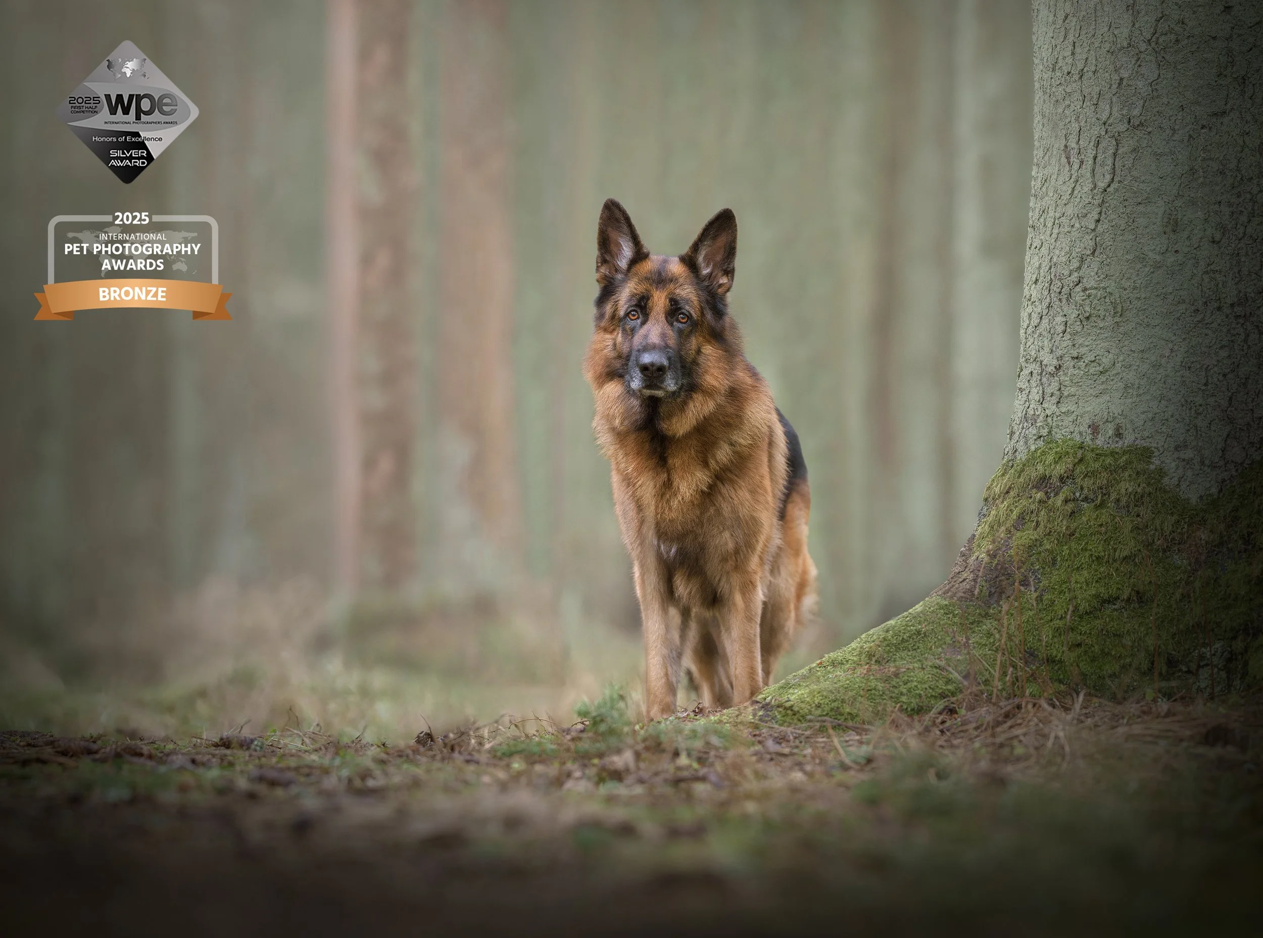 Korduma kippuvad küsimused - koerte pildistamine