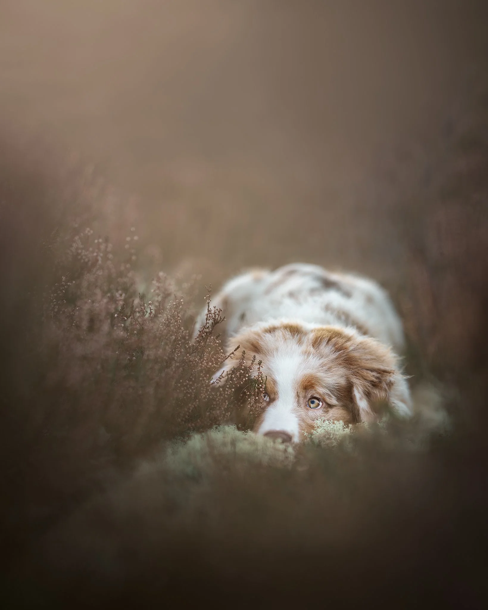 Kuidas koertest ise paremaid pilte teha ehk jagasin Terevisioonis nippe!