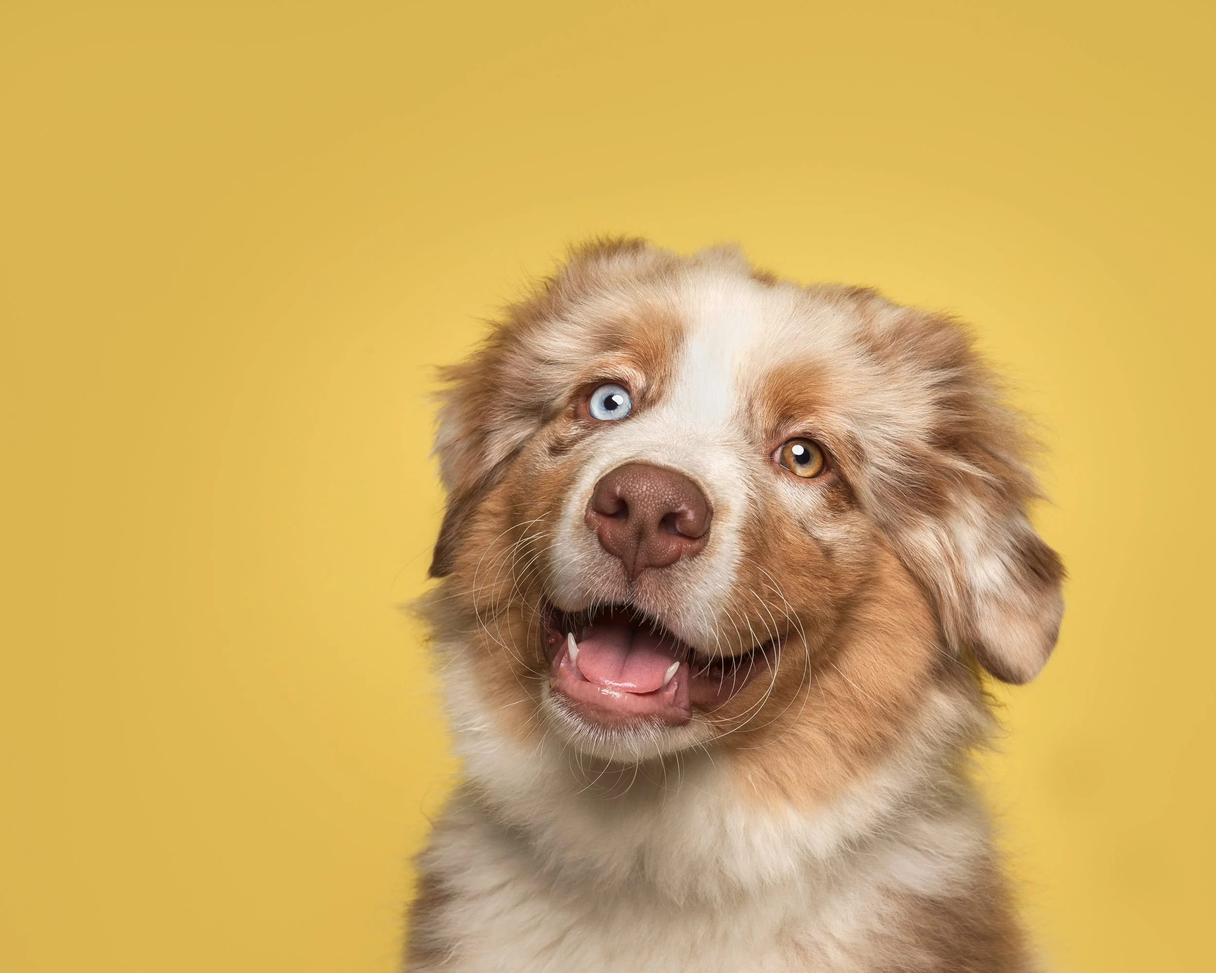 Kutsikast nooreks koeraks ehk kutsikate pildistamise pakett