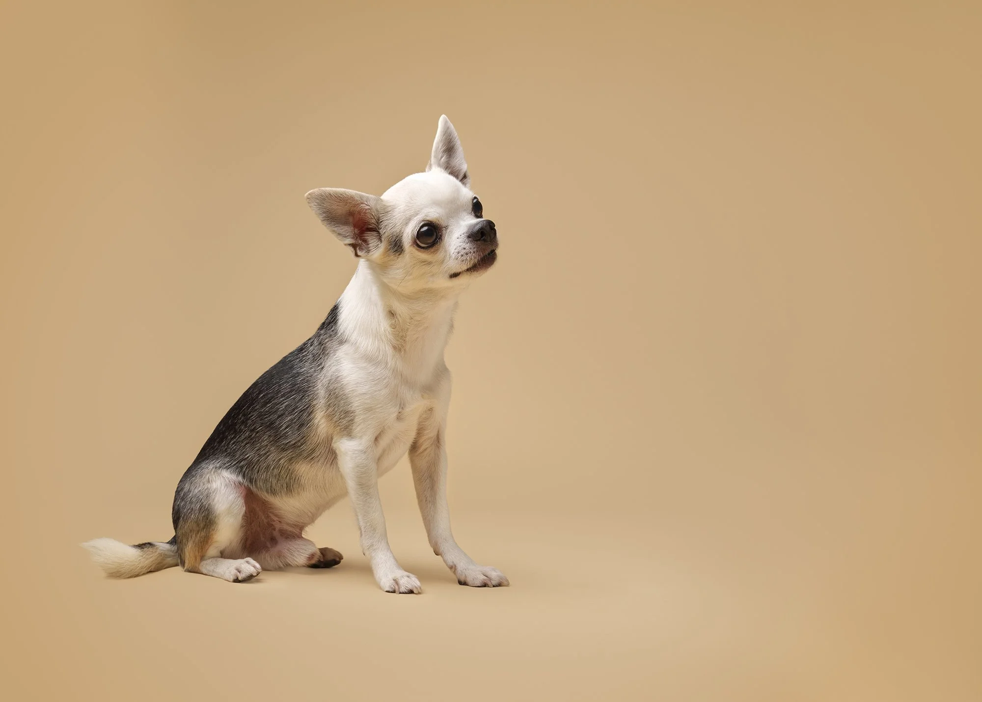 chihuahua pildistamine, koerafotostuudio, koera pildistamine stuudios