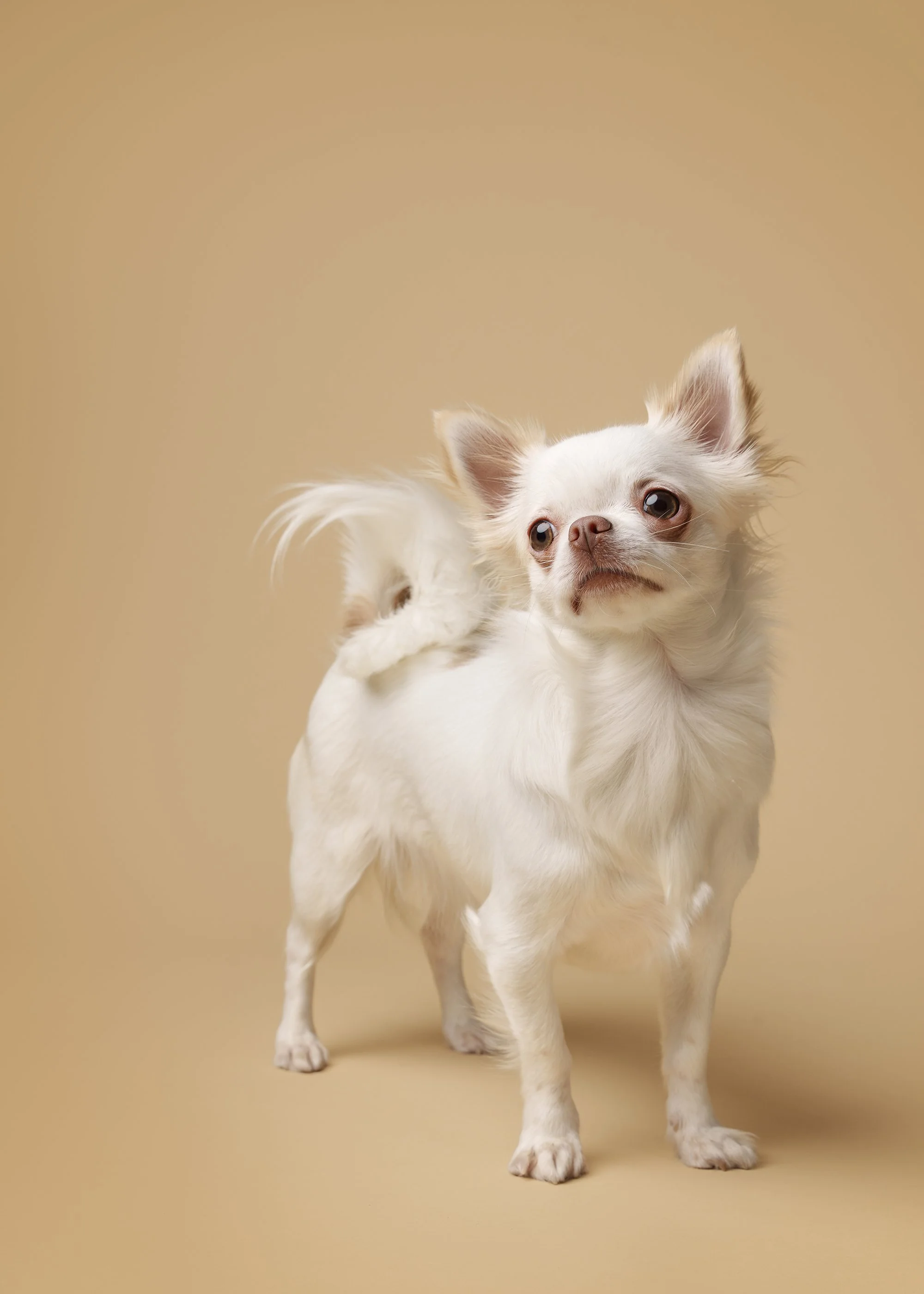 chihuahua pildistamine, koerafotostuudio, koera pildistamine stuudios