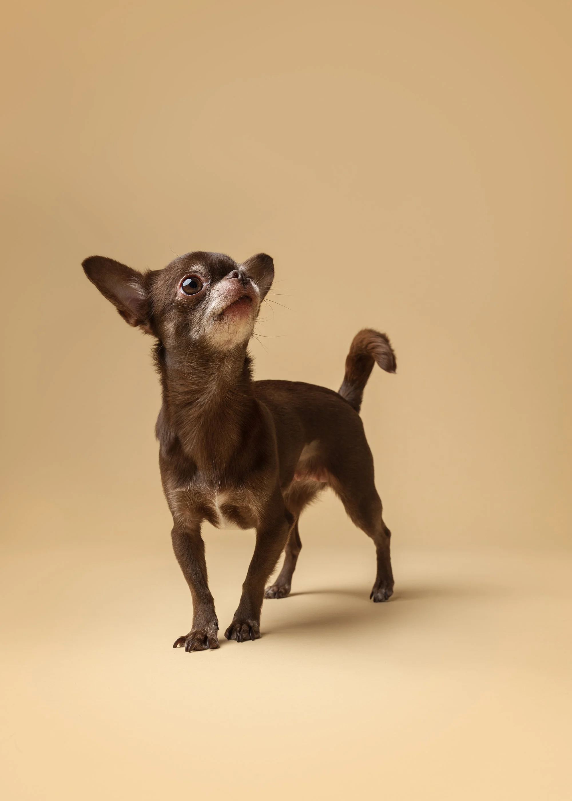 chihuahua pildistamine, koerafotostuudio, koera pildistamine stuudios