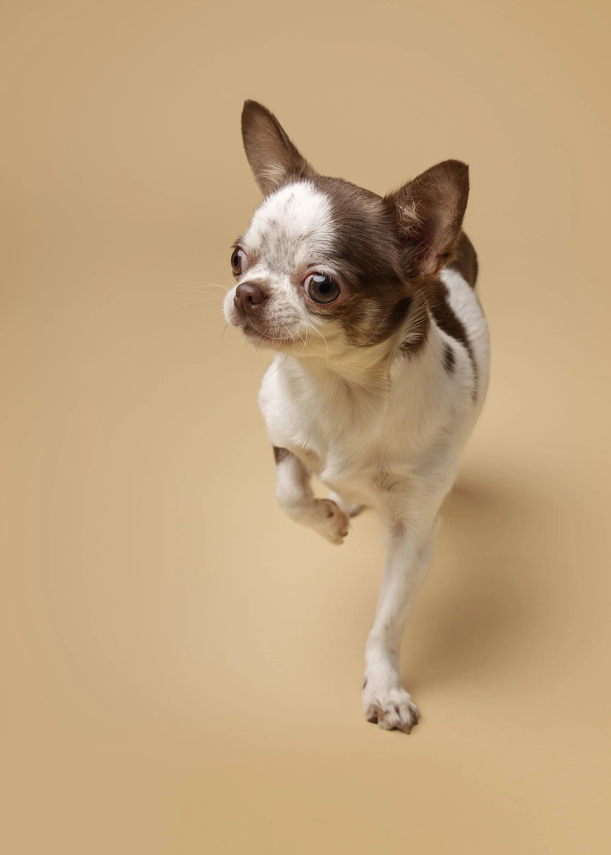 chihuahua pildistamine, koerafotostuudio, koera pildistamine stuudios