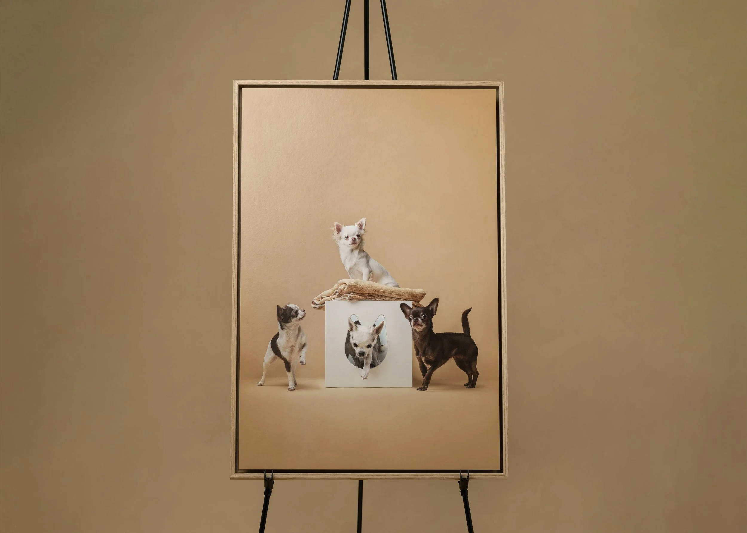 Stuudiopildistamine koerte kodus ehk nelja chihuahua lugu