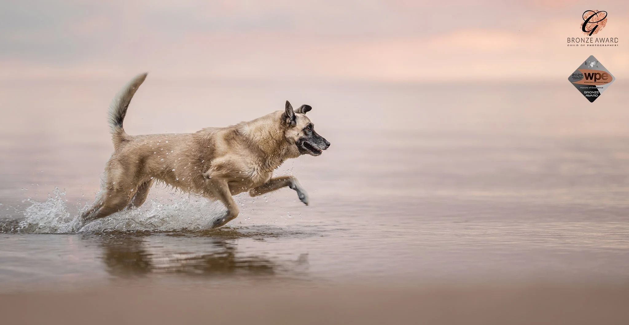 Koertefotograaf Kairi Eesti, koerte, koerafoto, koera pildid, fotosessioon koeraga, lemmiklooma pildistamine, koerte foto, lemmikloomafotograaf, koerafotostuudio, stuudio koer, stuudiofotograafia koer, dog photography, Estonia, dog photos, profession