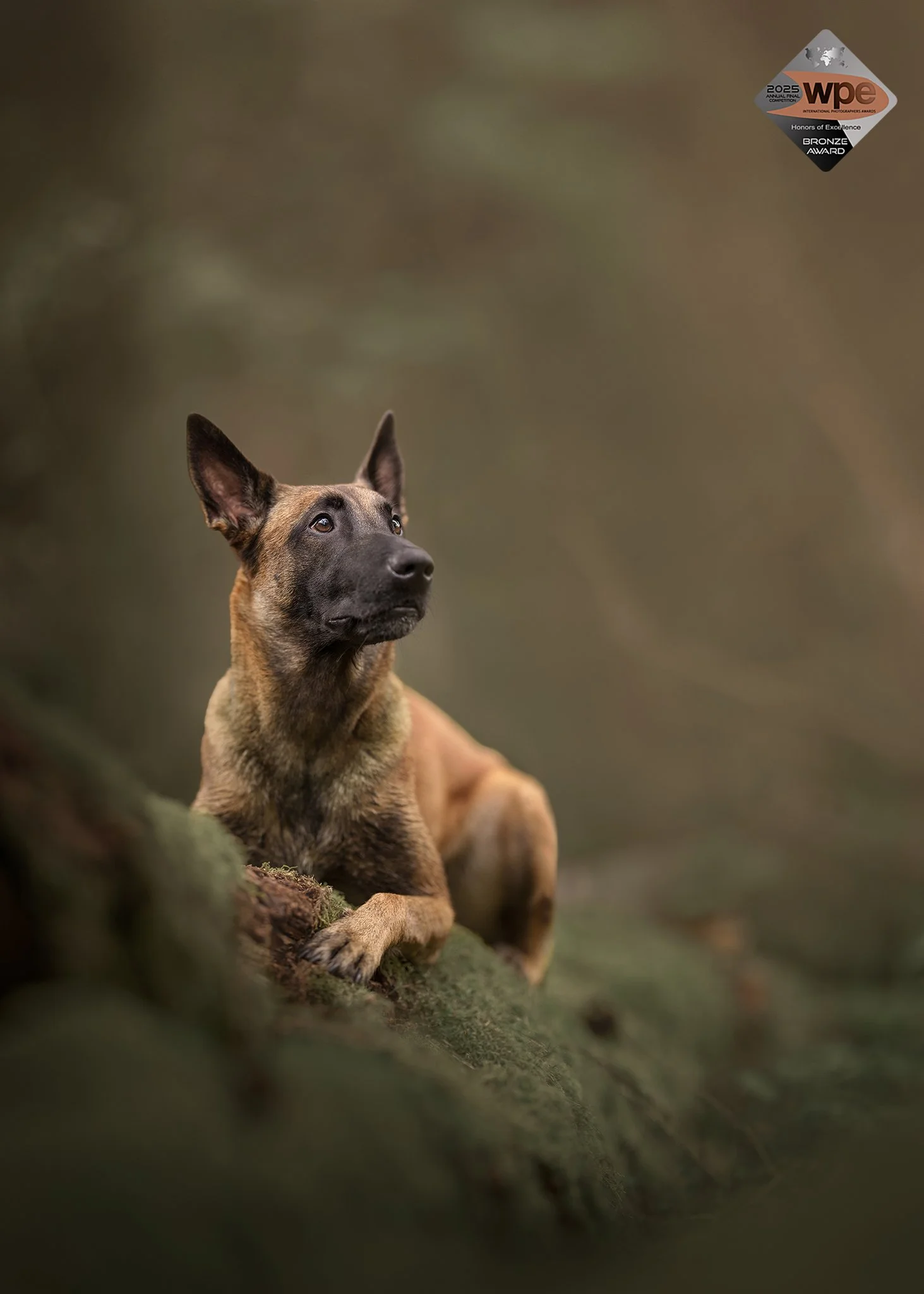 fine art fototeos, WPE TOP 100, emotsionaalne koeraportree, stuudios, koertefotograaf kairi