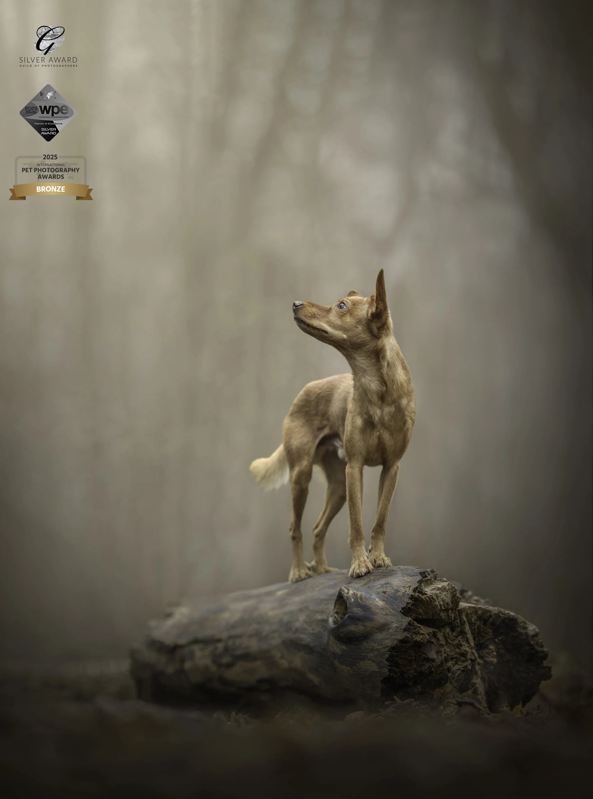 koera foto, koera pilt, koeraga jalutama, koerafotostuudio, koerte pildistamine, lemmikloomafotograaf, koer stuudios,