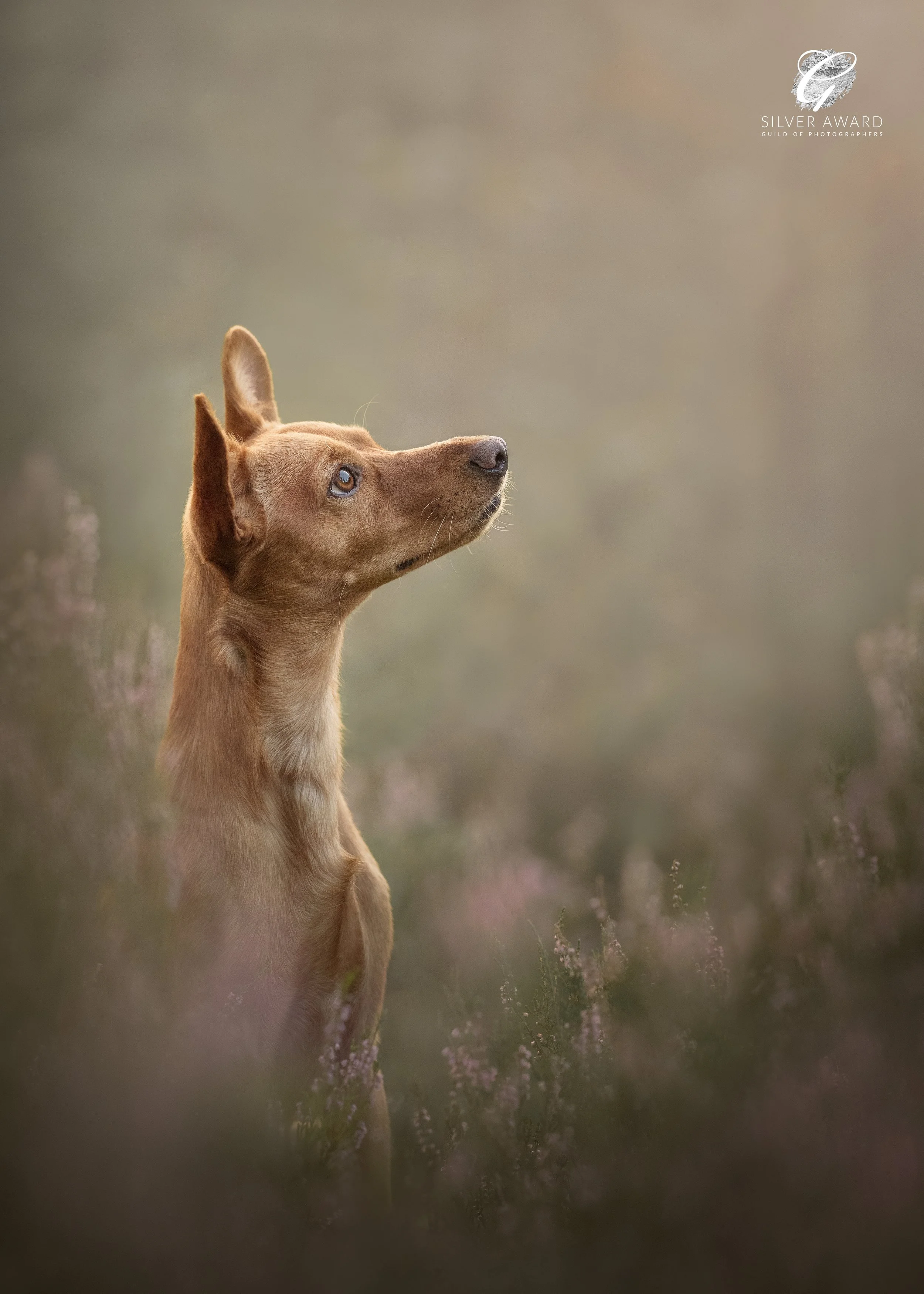 koera foto, koera pilt, koeraga jalutama, koerafotostuudio, koerte pildistamine, lemmikloomafotograaf, koera portree