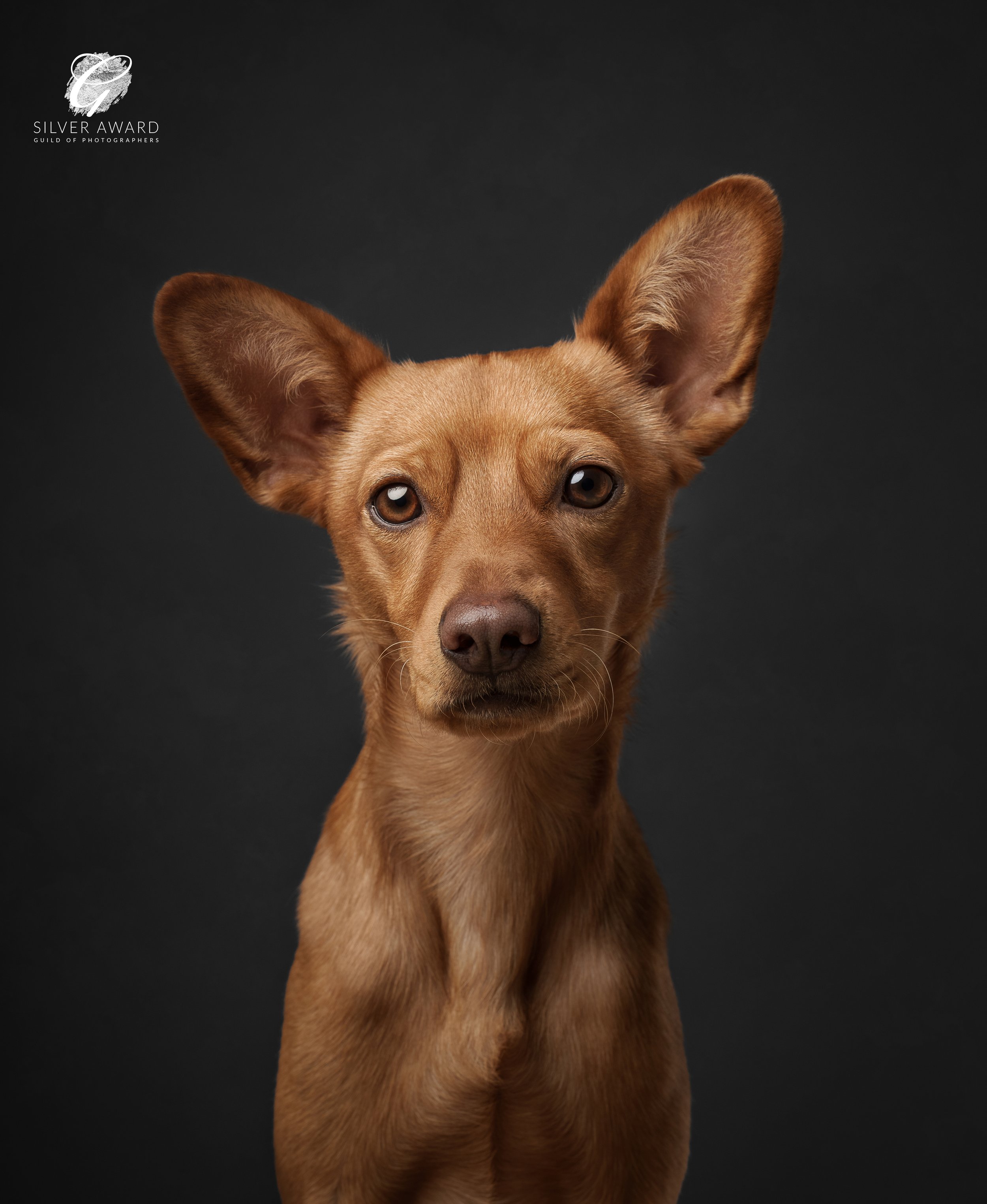 koera foto, koera pilt, koeraga jalutama, koerafotostuudio, koerte pildistamine, lemmikloomafotograaf, koera portree