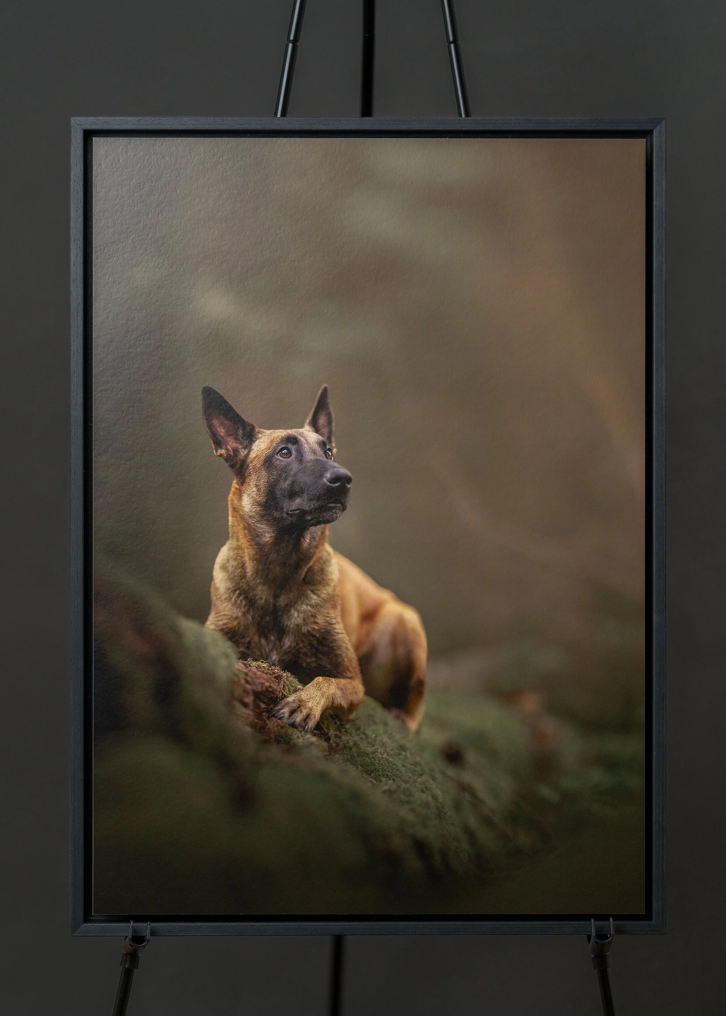 Malinois Mimi - koera pildistamine Kesk-Eestis