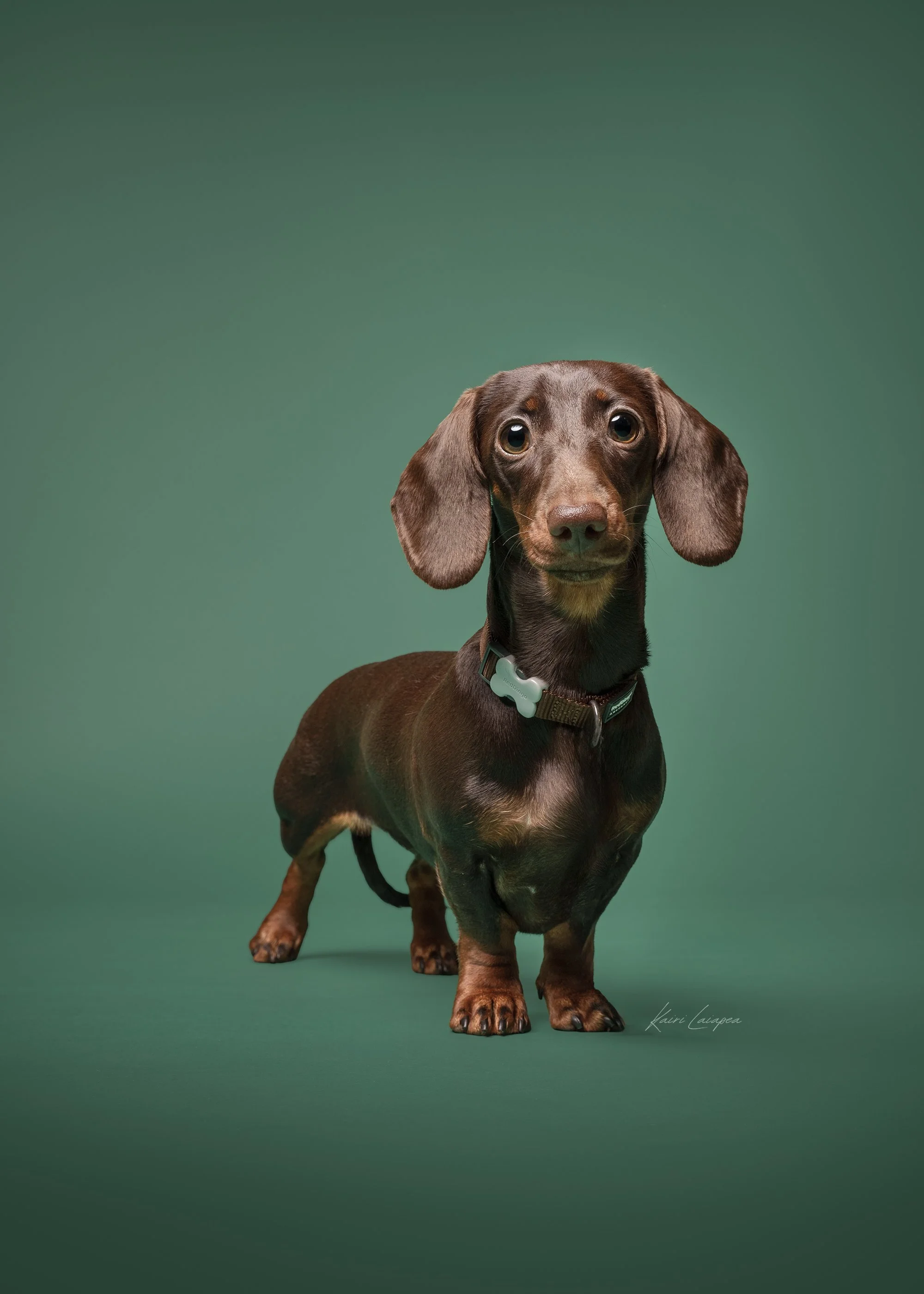 Koertefotograaf Kairi Eesti, koerte, koerafoto, koera pildid, fotosessioon koeraga, lemmiklooma pildistamine