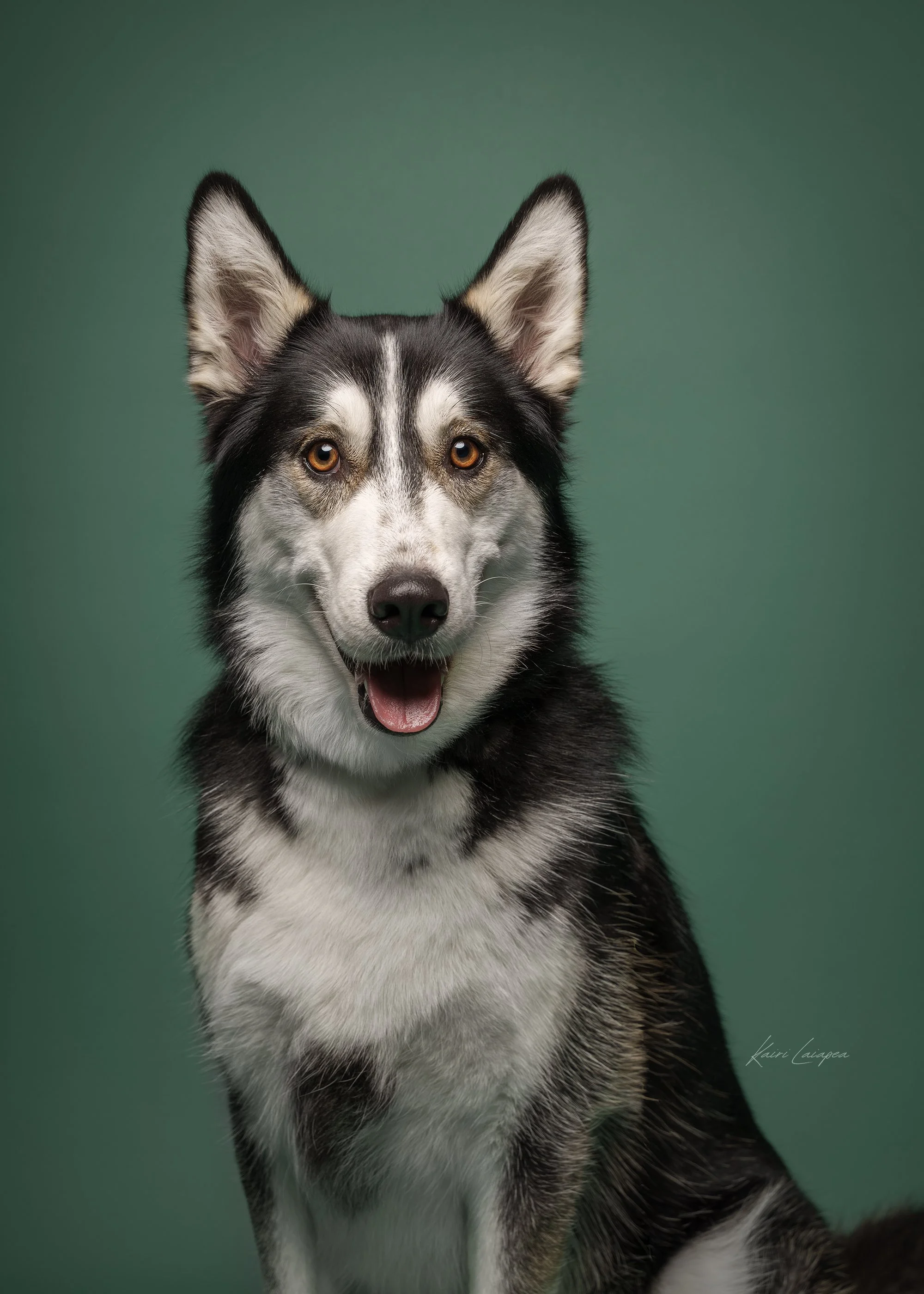 Koertefotograaf Kairi Eesti, koerte, koerafoto, koera pildid, fotosessioon koeraga, lemmiklooma pildistamine