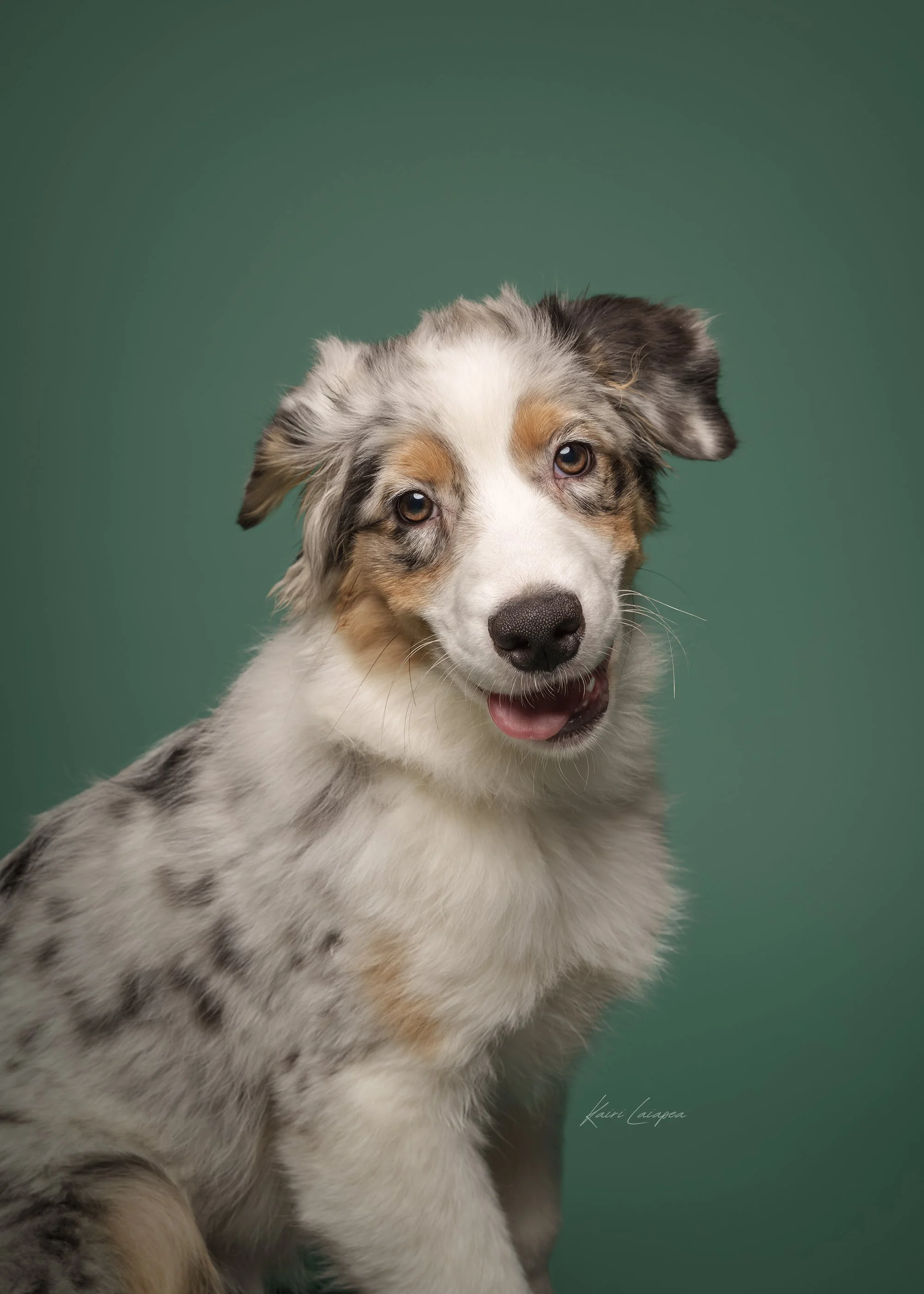 koerafotostuudio, koerad stuudios, stuudiofotograafia koer, stuudio pildistamine, dog photographer Estonia, dog photography, dog studio photography