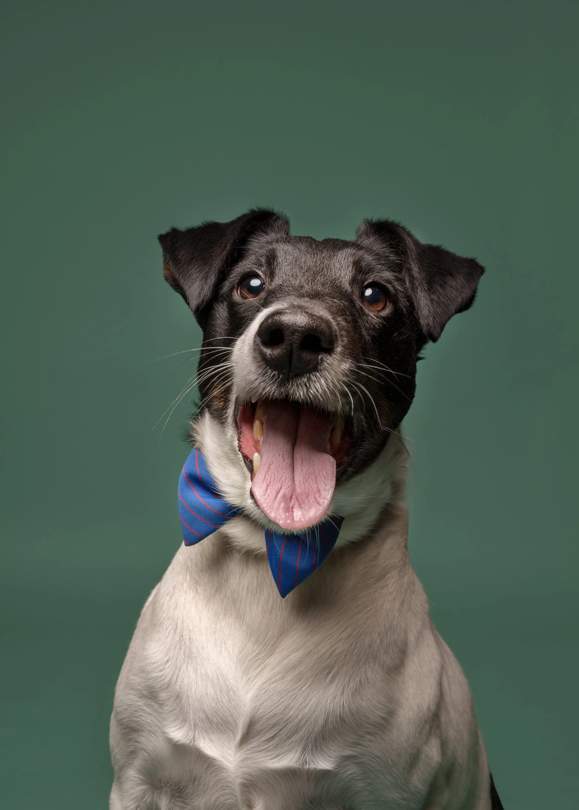 koerte pildistamine stuudioportree emotsionaalne professionaalne